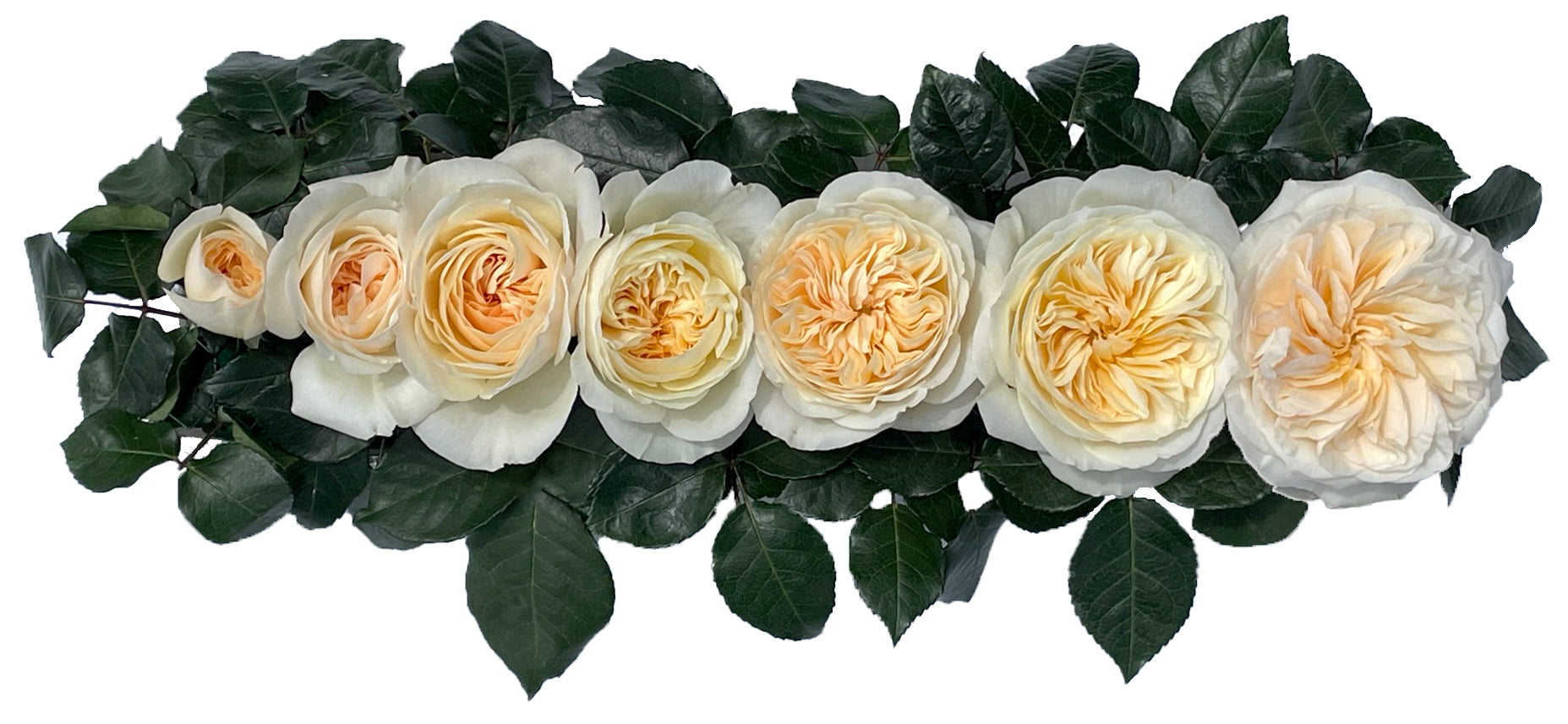 Bessie™ David Austin® Rose Bouquet For Sale At My Rose Shop