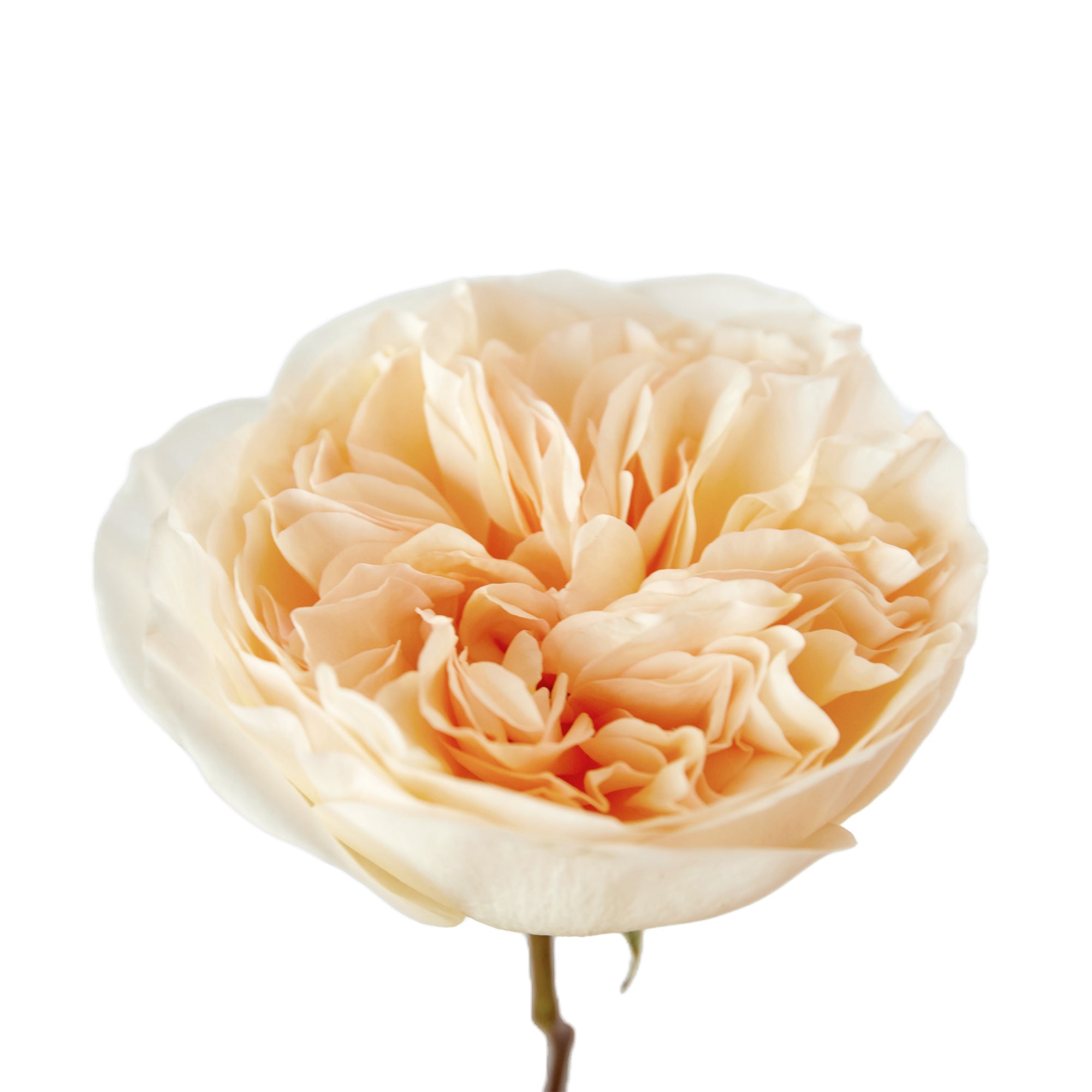 Bessie™ David Austin® Rose Bouquet For Sale At My Rose Shop