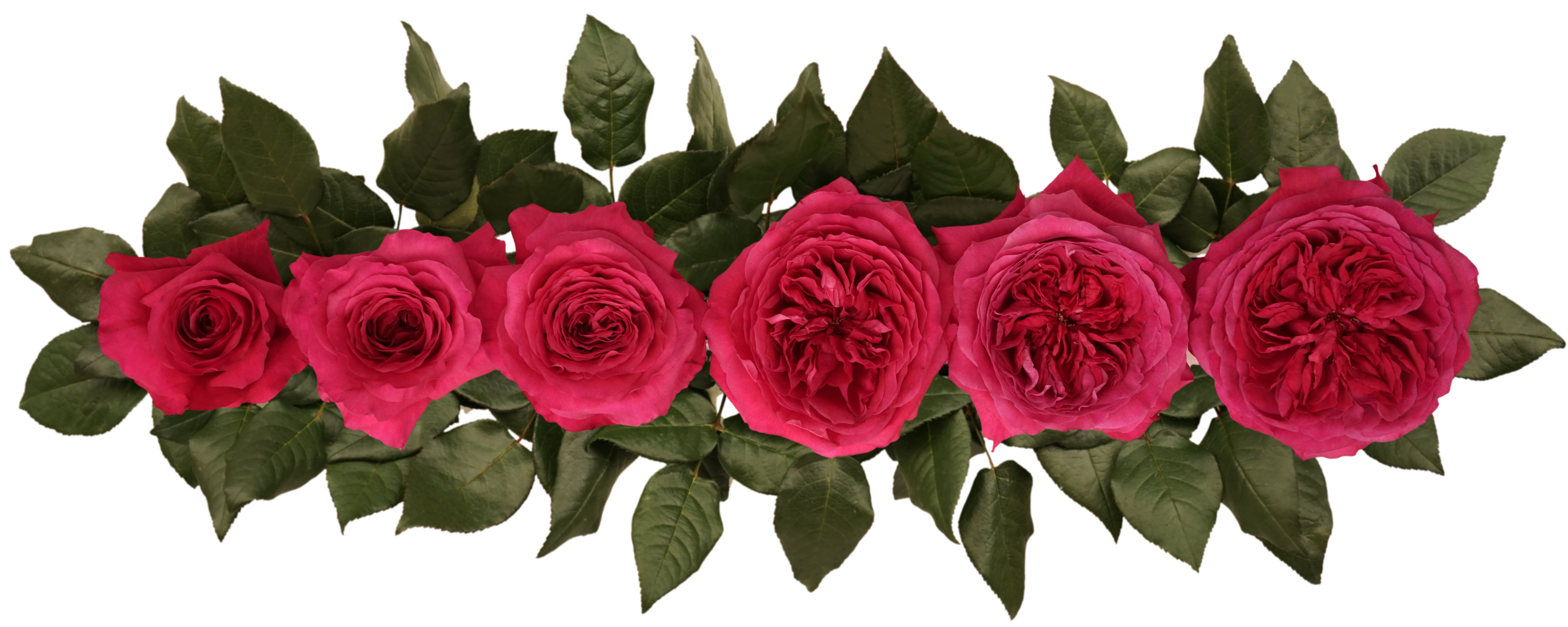 Capability™ David Austin® Rose Bouquet For Sale At My Rose Shop