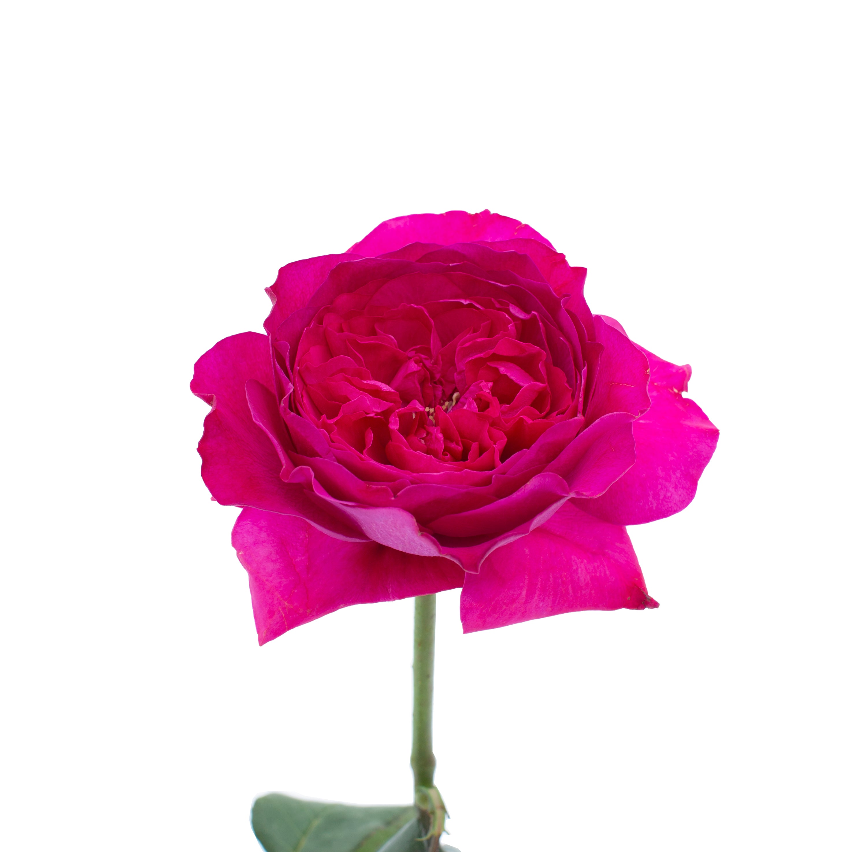 Capability™ David Austin® Rose Bouquet For Sale At My Rose Shop