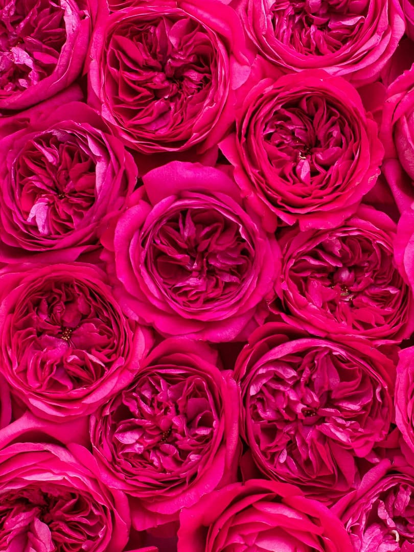 Capability™ David Austin® Rose Bouquet For Sale At My Rose Shop