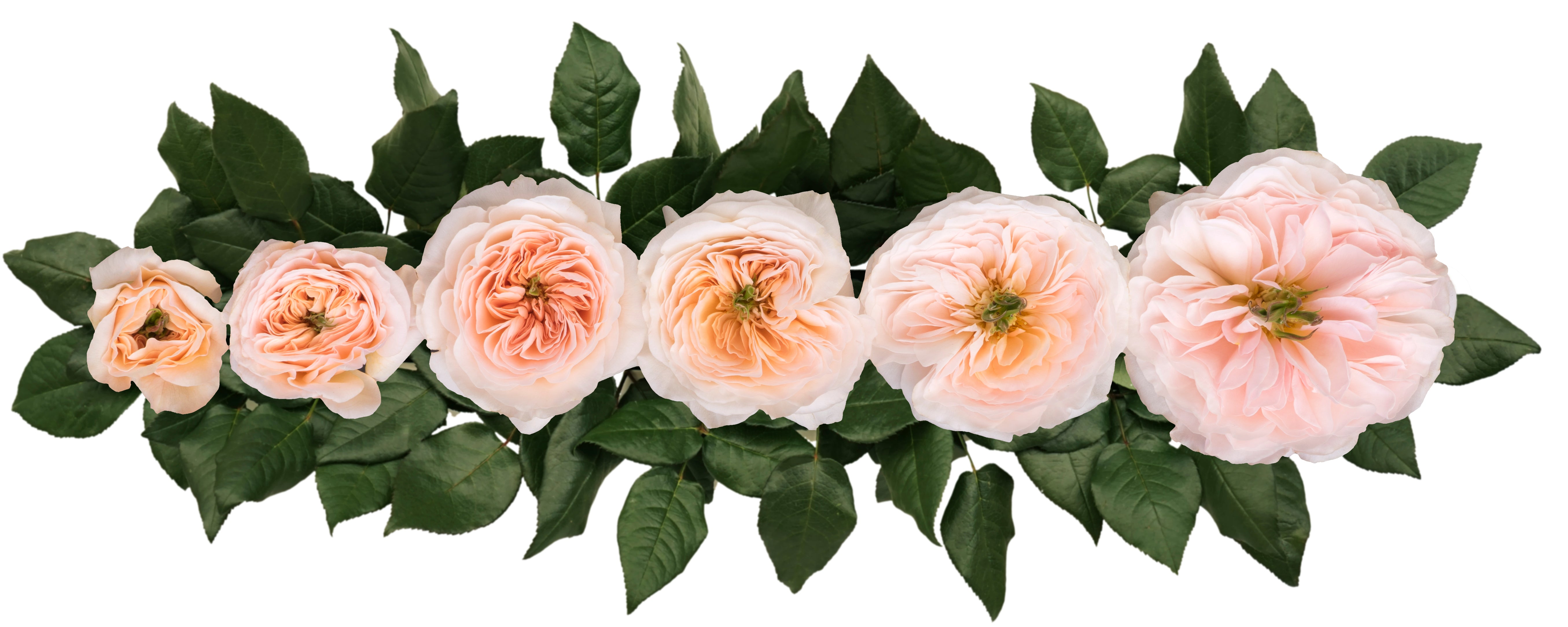 Charity™ David Austin® Rose Bouquet For Sale At My Rose Shop