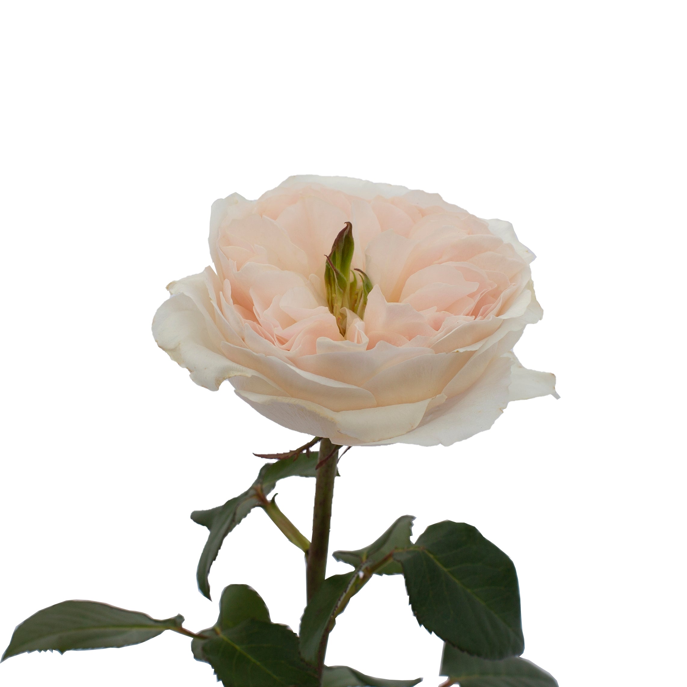 Charity™ David Austin® Rose Bouquet For Sale At My Rose Shop