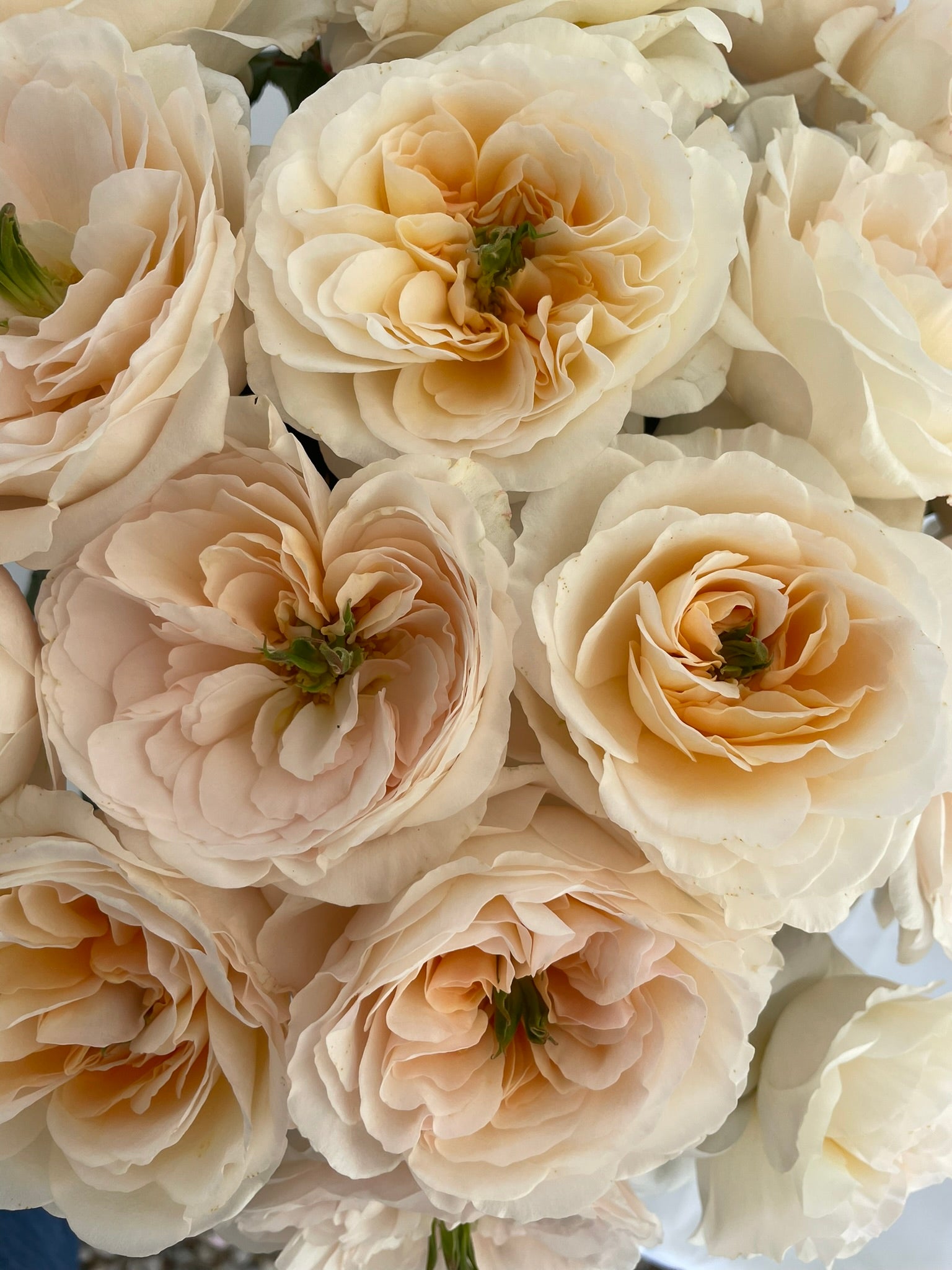 Charity™ David Austin® Rose Bouquet For Sale At My Rose Shop