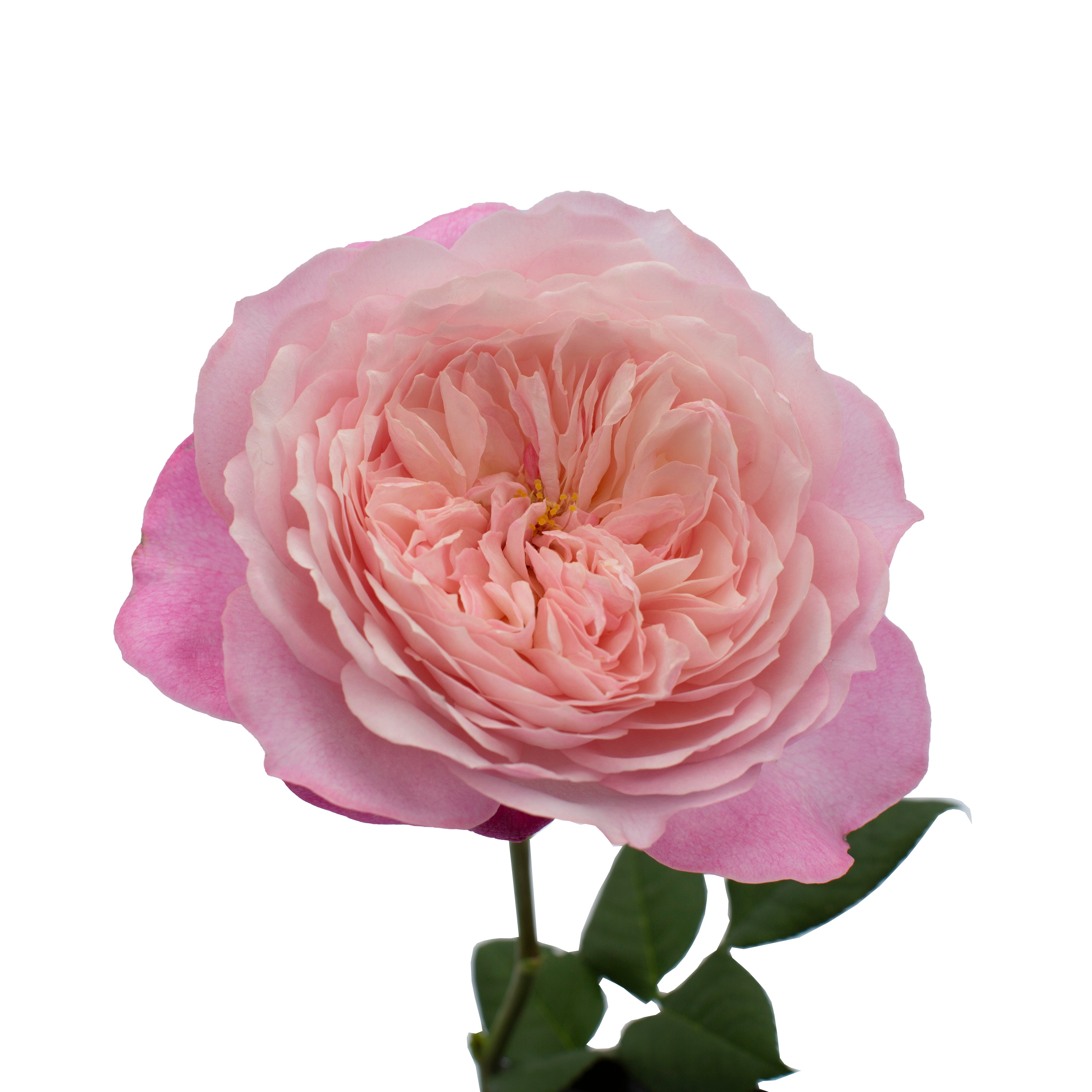 Constance™ David Austin® Rose Bouquet For Sale At My Rose Shop