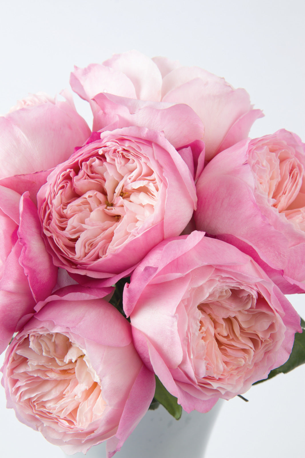 Constance™ David Austin® Rose Bouquet For Sale At My Rose Shop