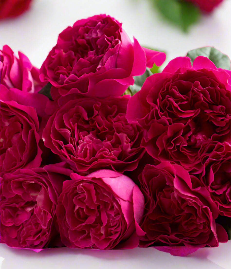 Darcey™ David Austin® Rose Bouquet For Sale At My Rose Shop