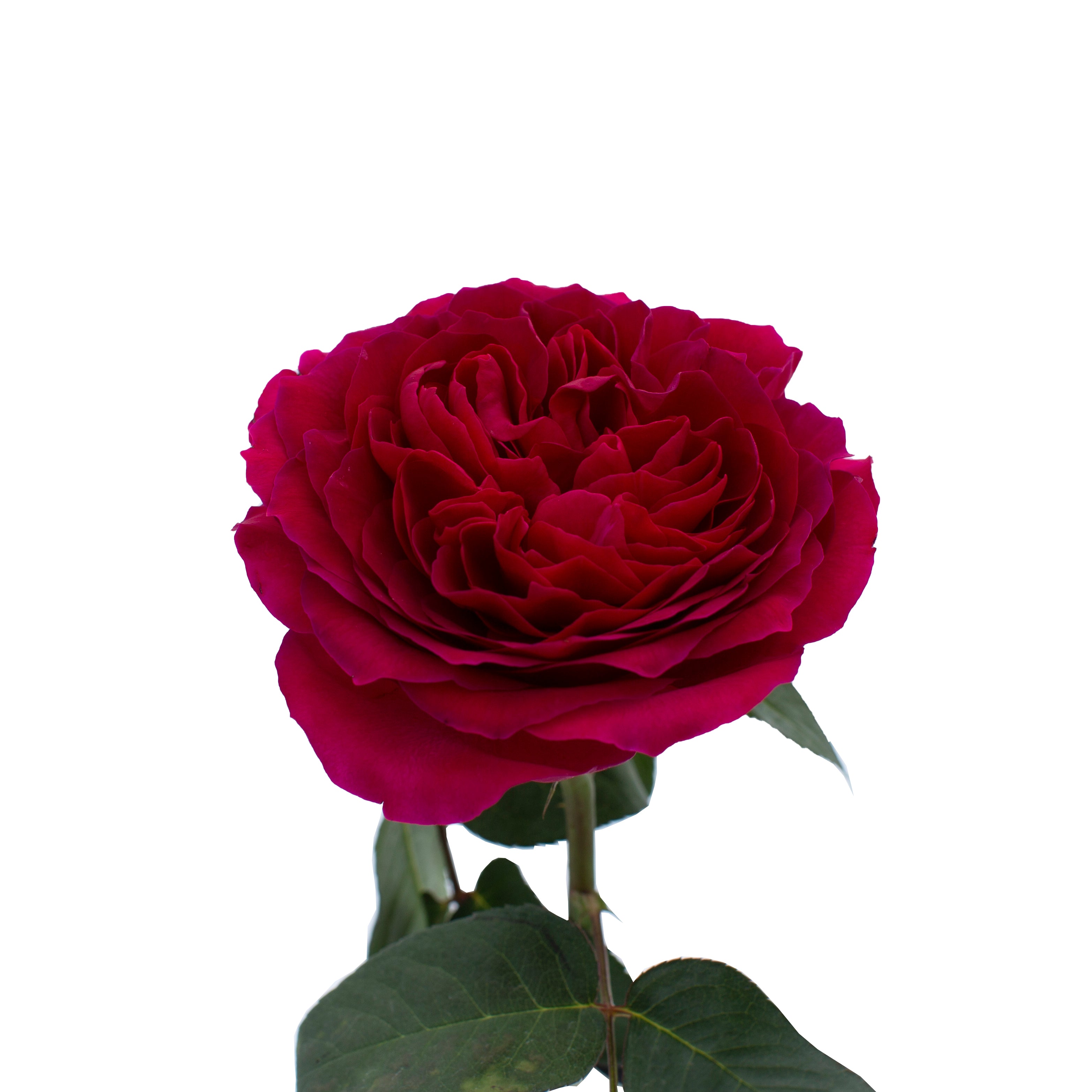 Darcey™ David Austin® Rose Bouquet For Sale At My Rose Shop