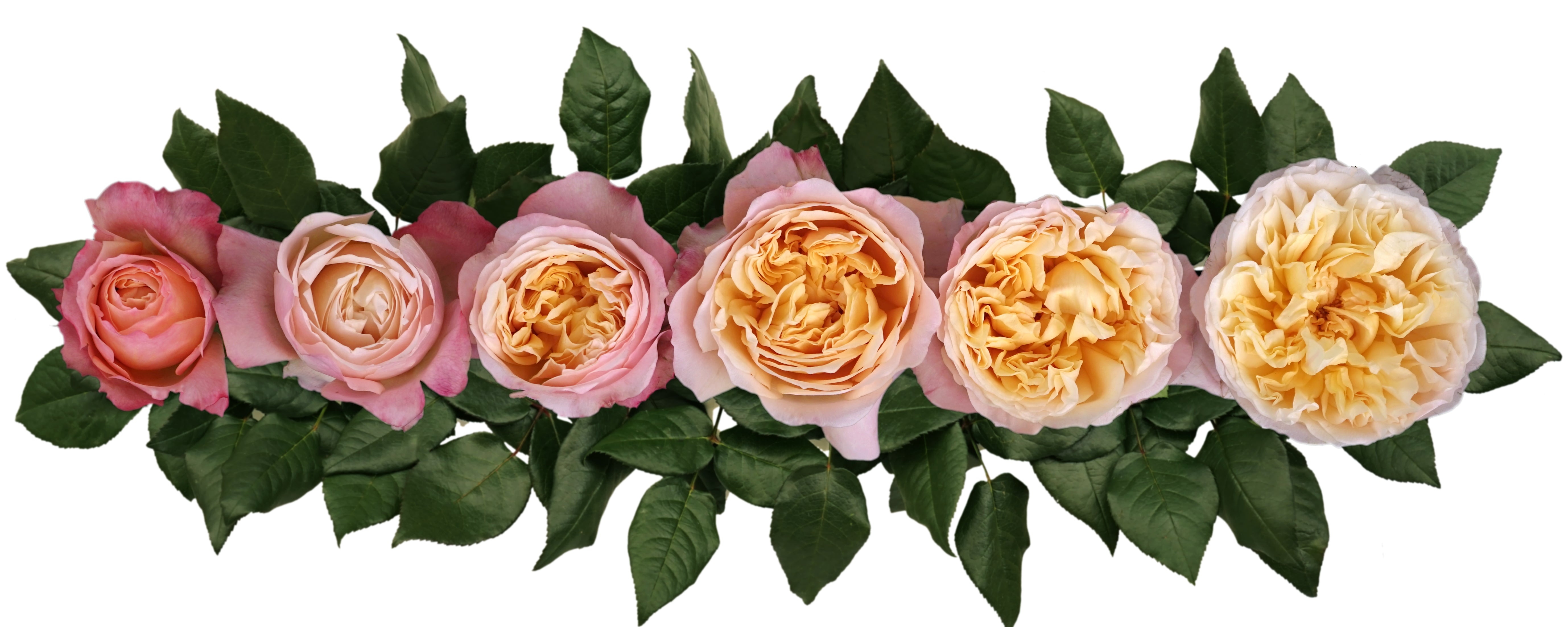 Edith™ David Austin® Rose Bouquet For Sale At My Rose Shop