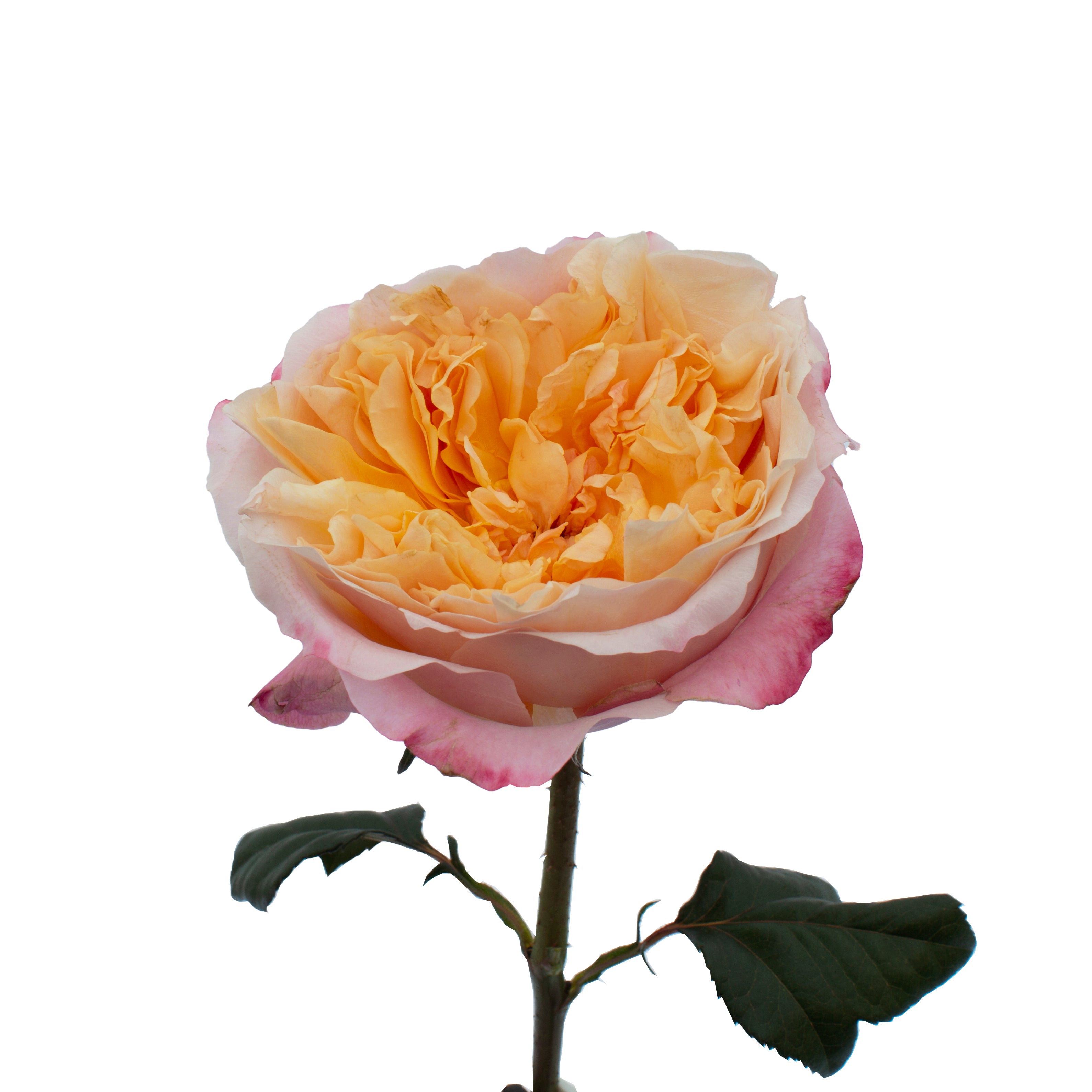 Edith™ David Austin® Rose Bouquet For Sale At My Rose Shop