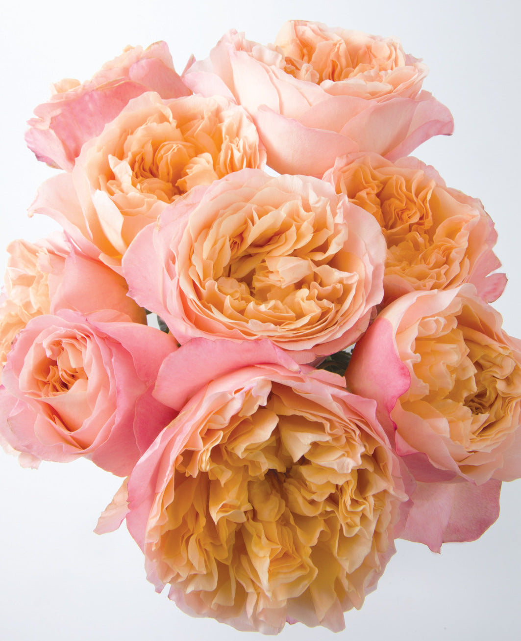 Edith™ David Austin® Rose Bouquet For Sale At My Rose Shop