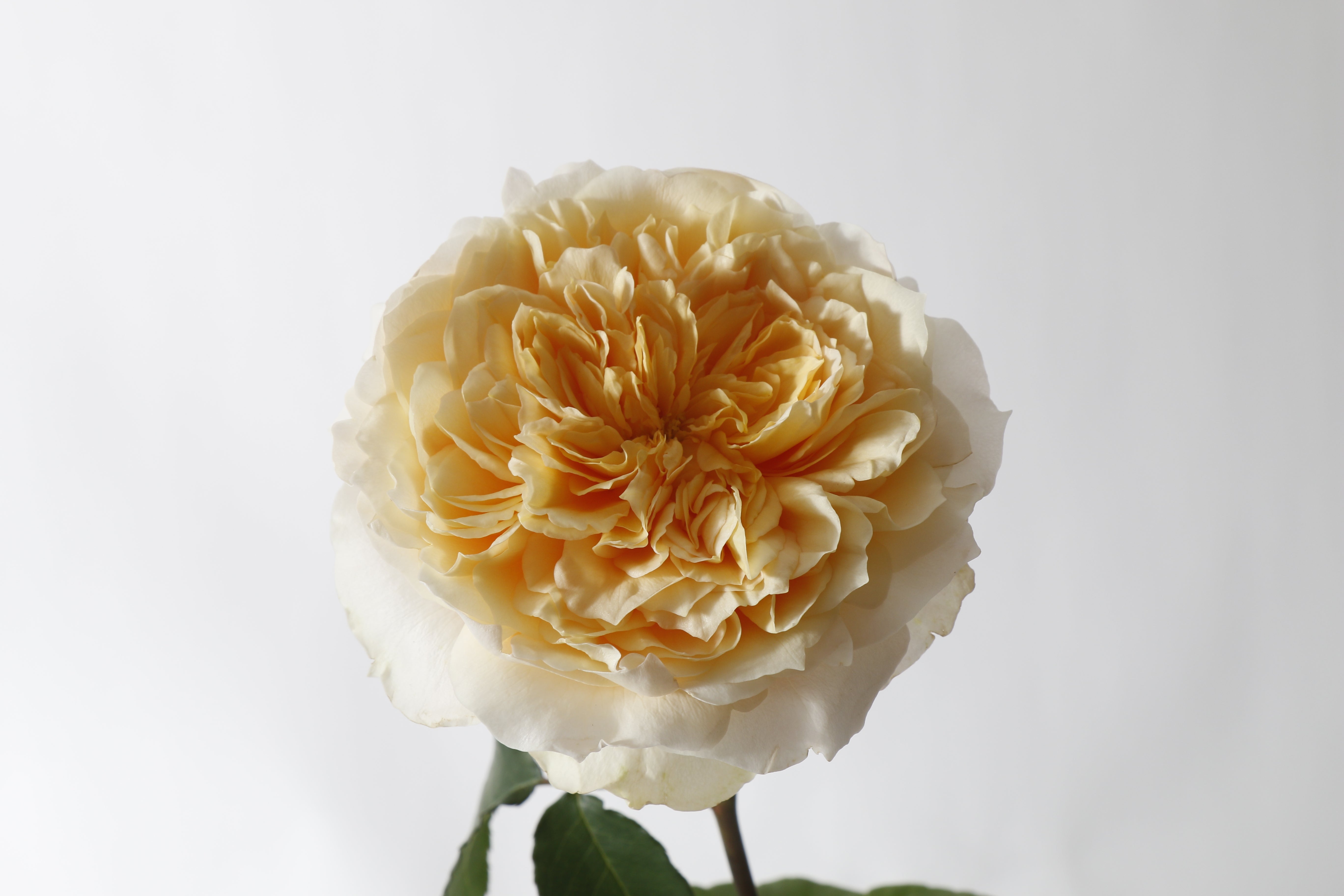 Effie™ David Austin® Rose Bouquet For Sale At My Rose Shop