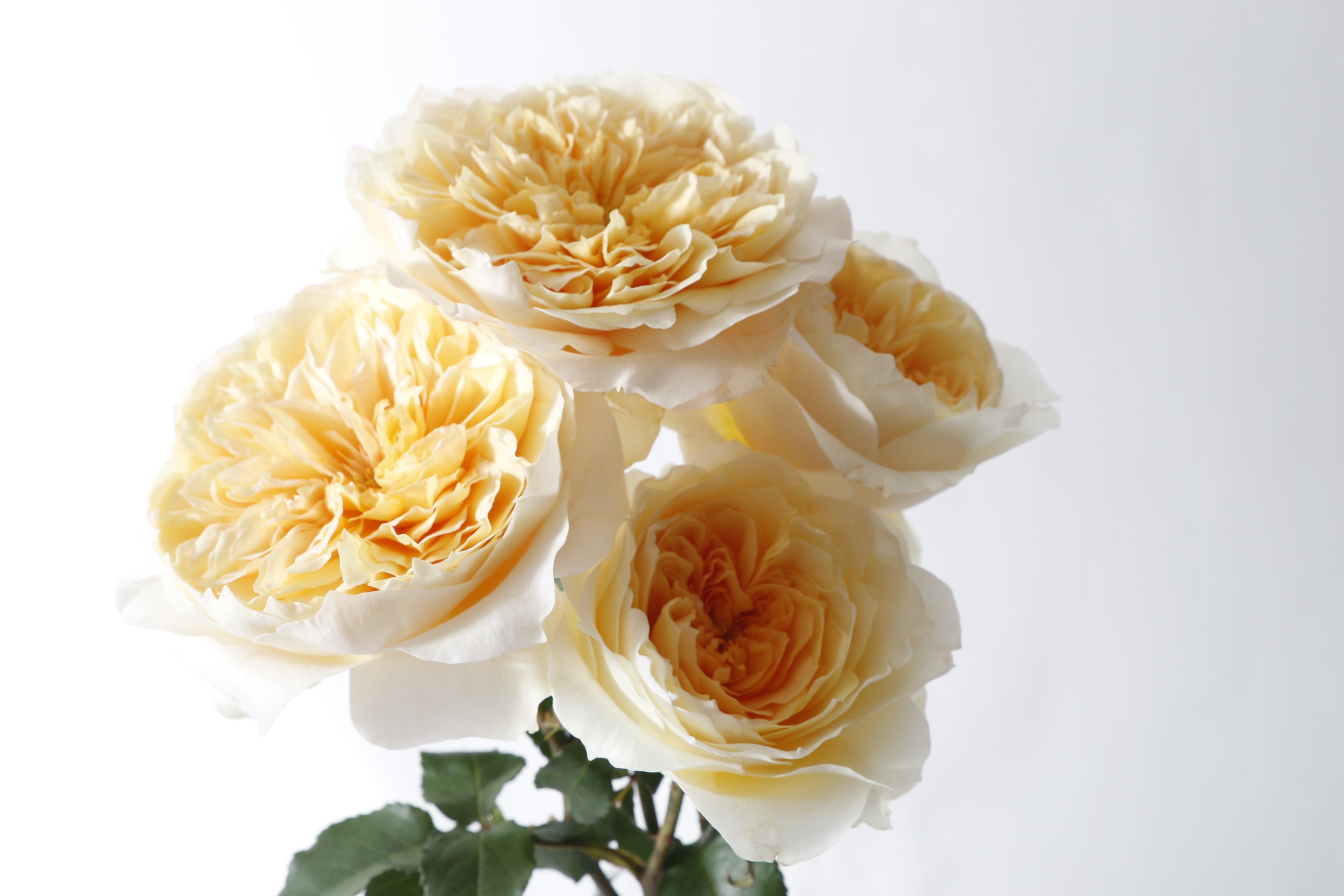 Effie™ David Austin® Rose Bouquet For Sale At My Rose Shop