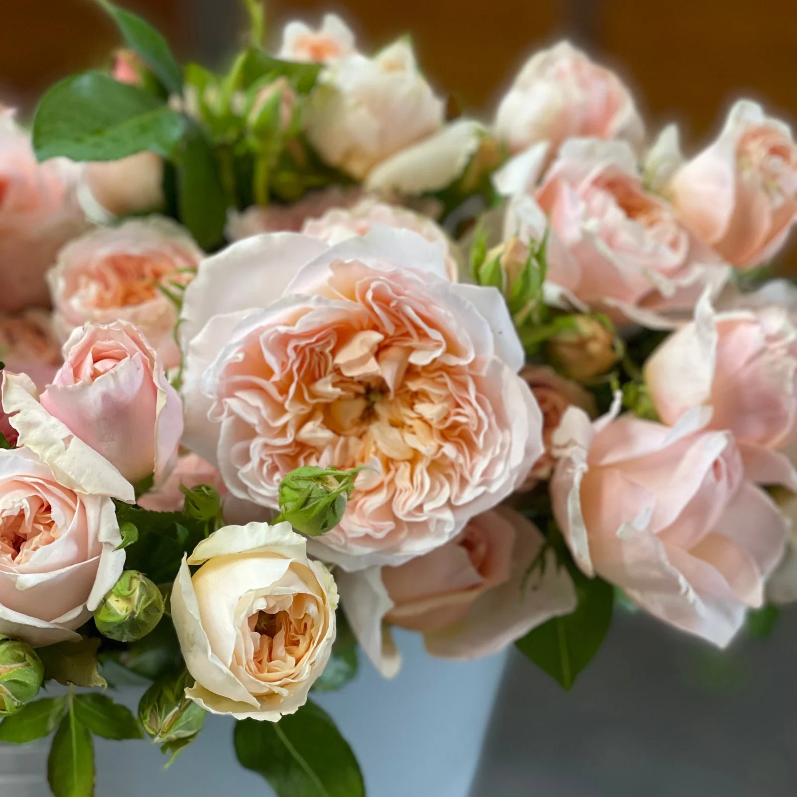 Evelyn® Rose Bush By David Austin® 3 Gallon For Sale By My Rose Shop