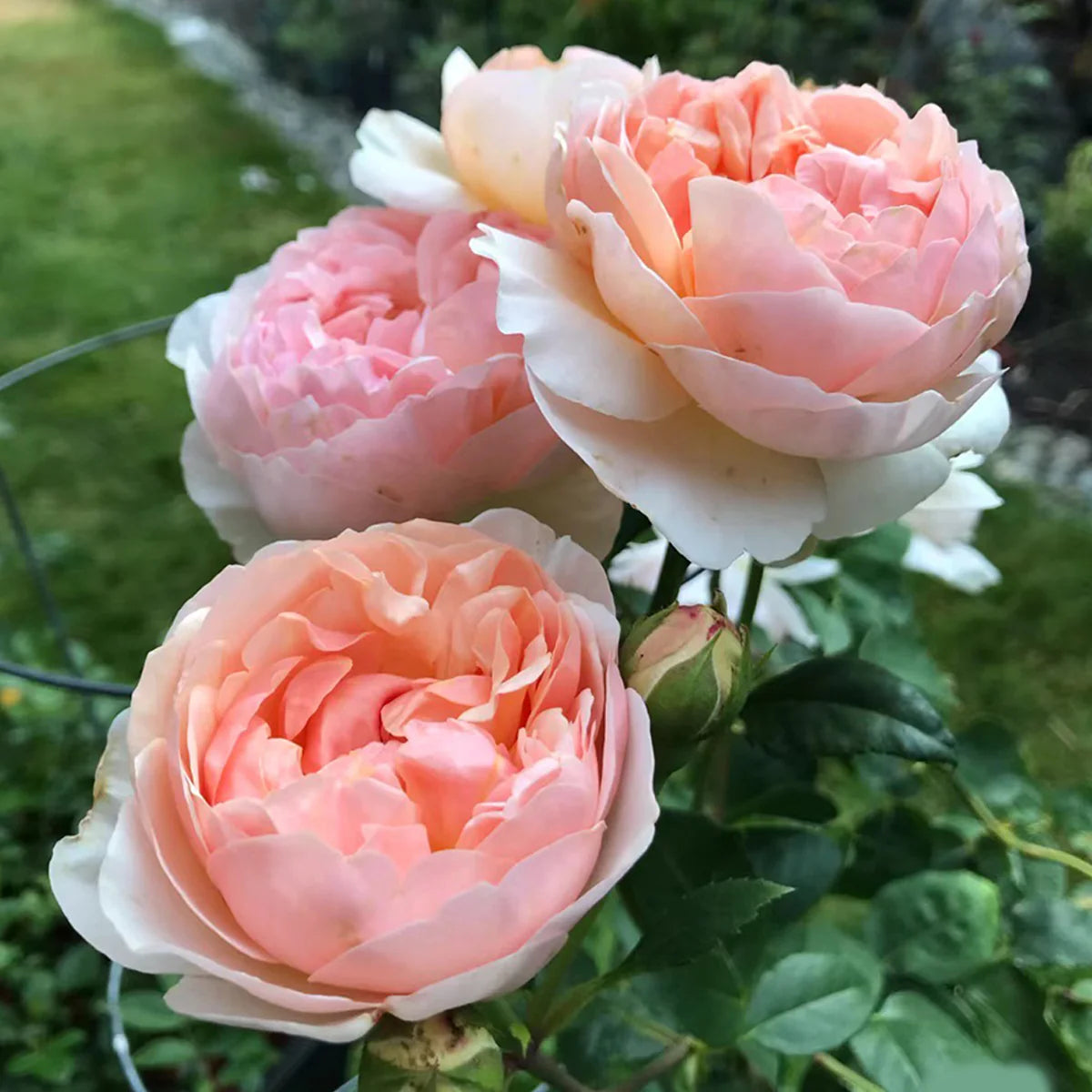 Evelyn® Rose Bush By David Austin® 3 Gallon For Sale By My Rose Shop