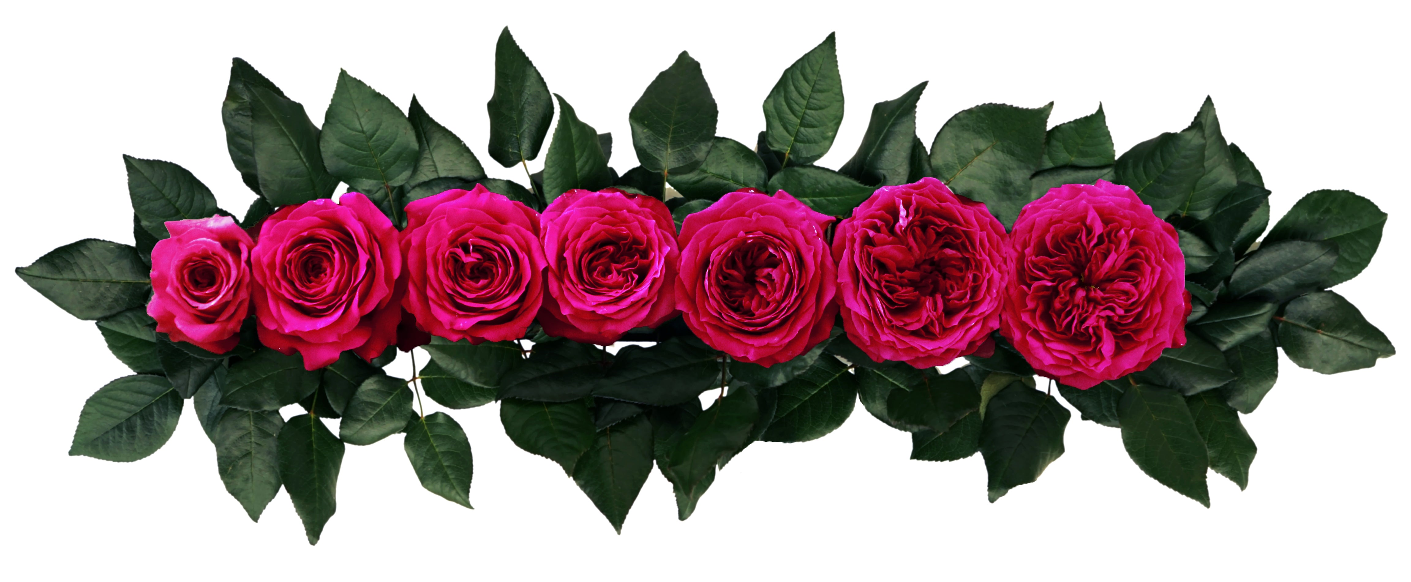 Hettie™ David Austin® Rose Bouquet For Sale At My Rose Shop