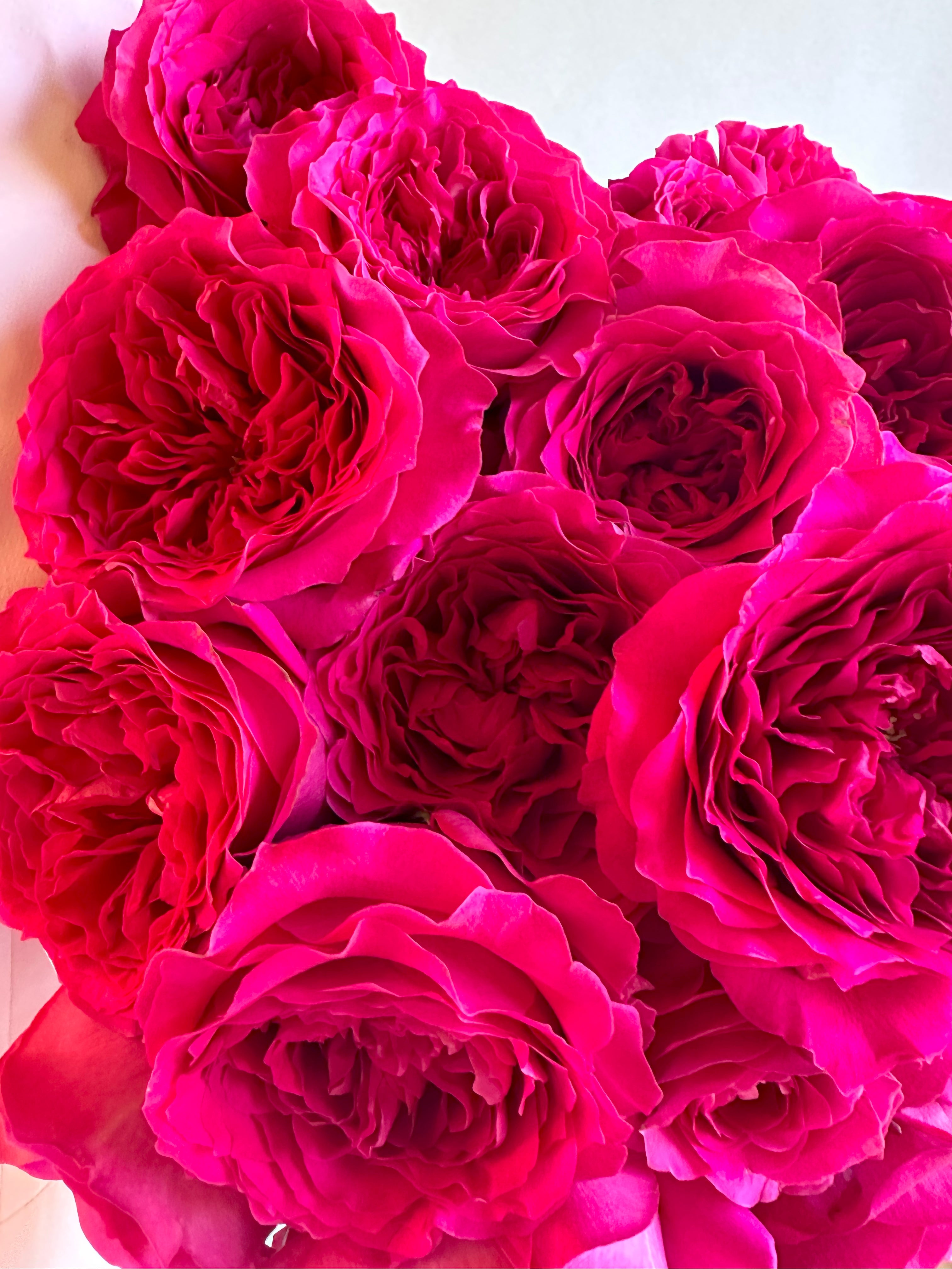 Hettie™ David Austin® Rose Bouquet For Sale At My Rose Shop