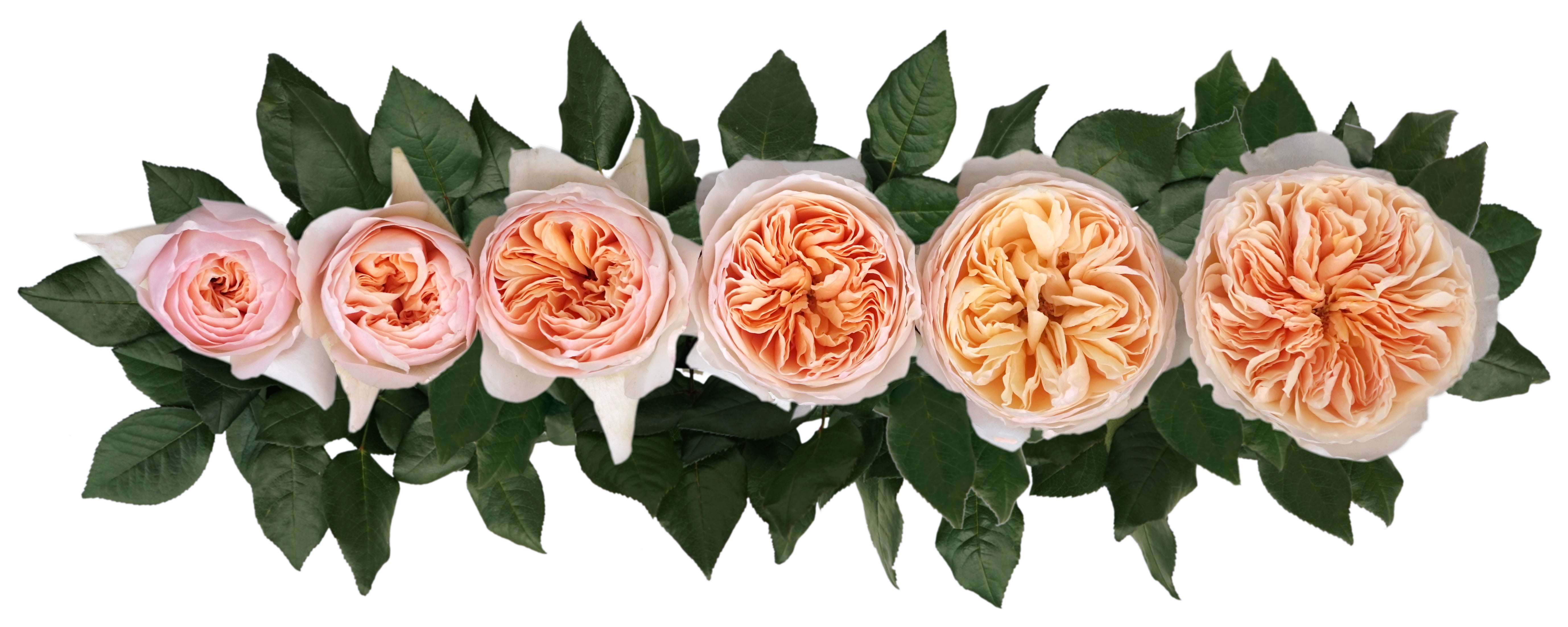 Juliet™ David Austin® Rose Bouquet For Sale At Rose Shop