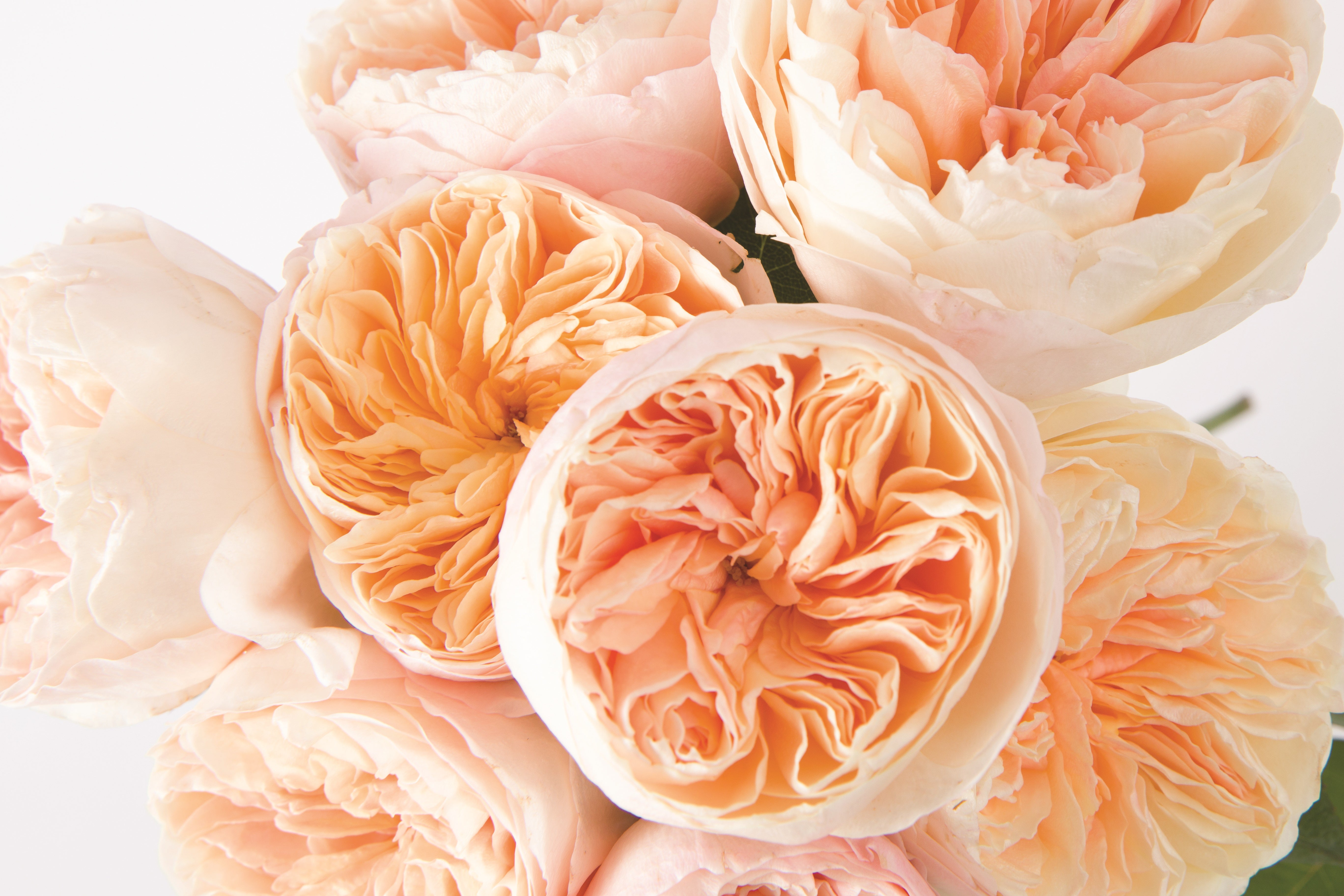 Juliet™ David Austin® Rose Bouquet For Sale At Rose Shop