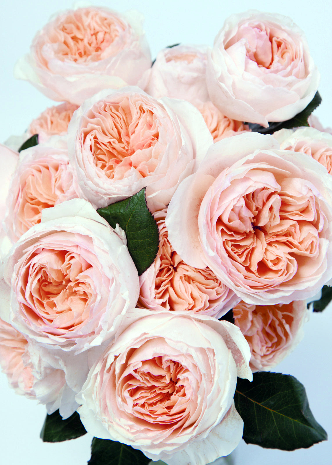 Juliet™ David Austin® Rose Bouquet For Sale At Rose Shop
