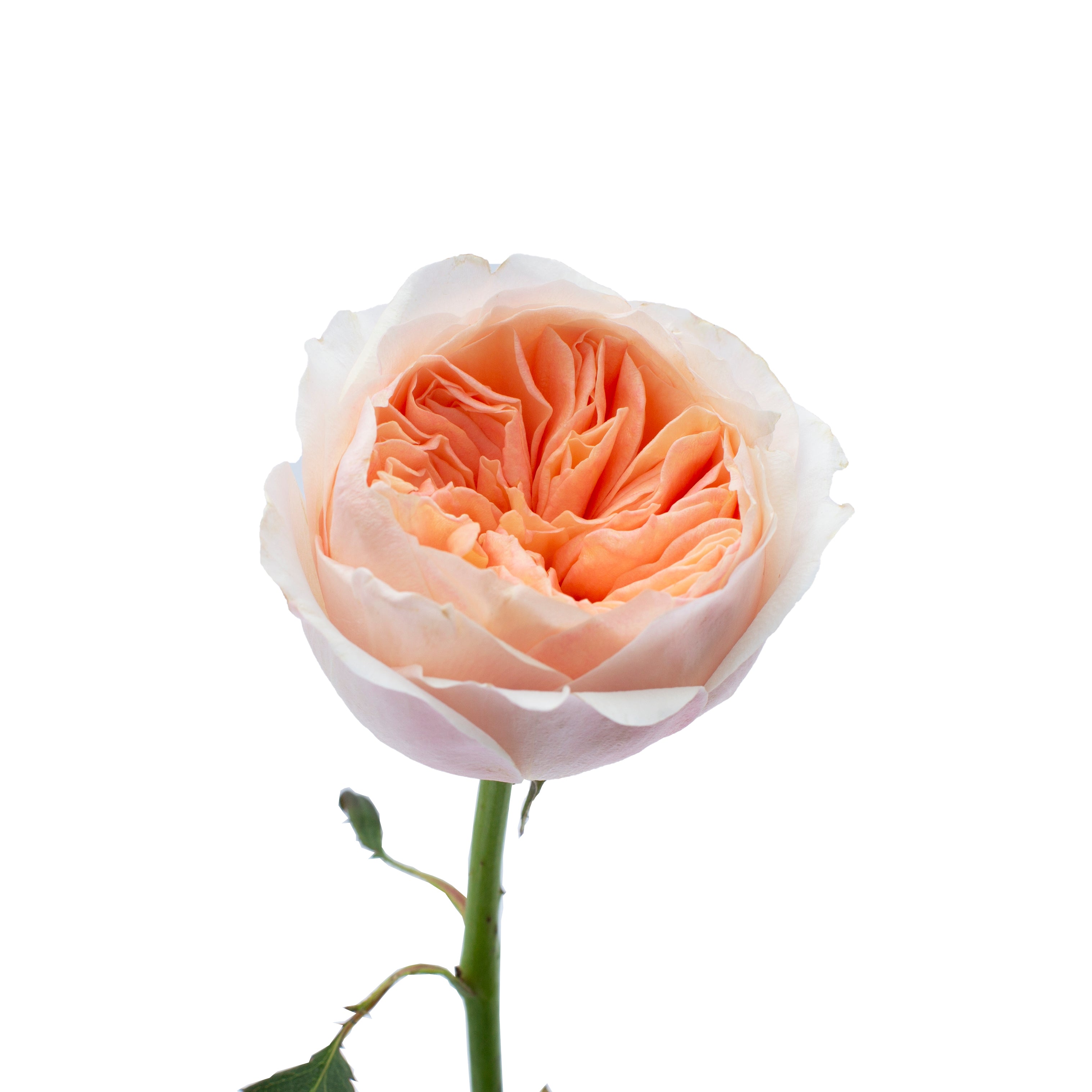Juliet™ David Austin® Rose Bouquet For Sale At Rose Shop