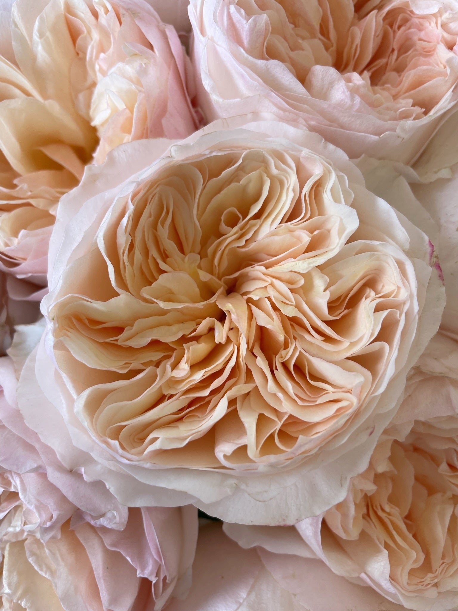 Juliet™ David Austin® Rose Bouquet For Sale At Rose Shop