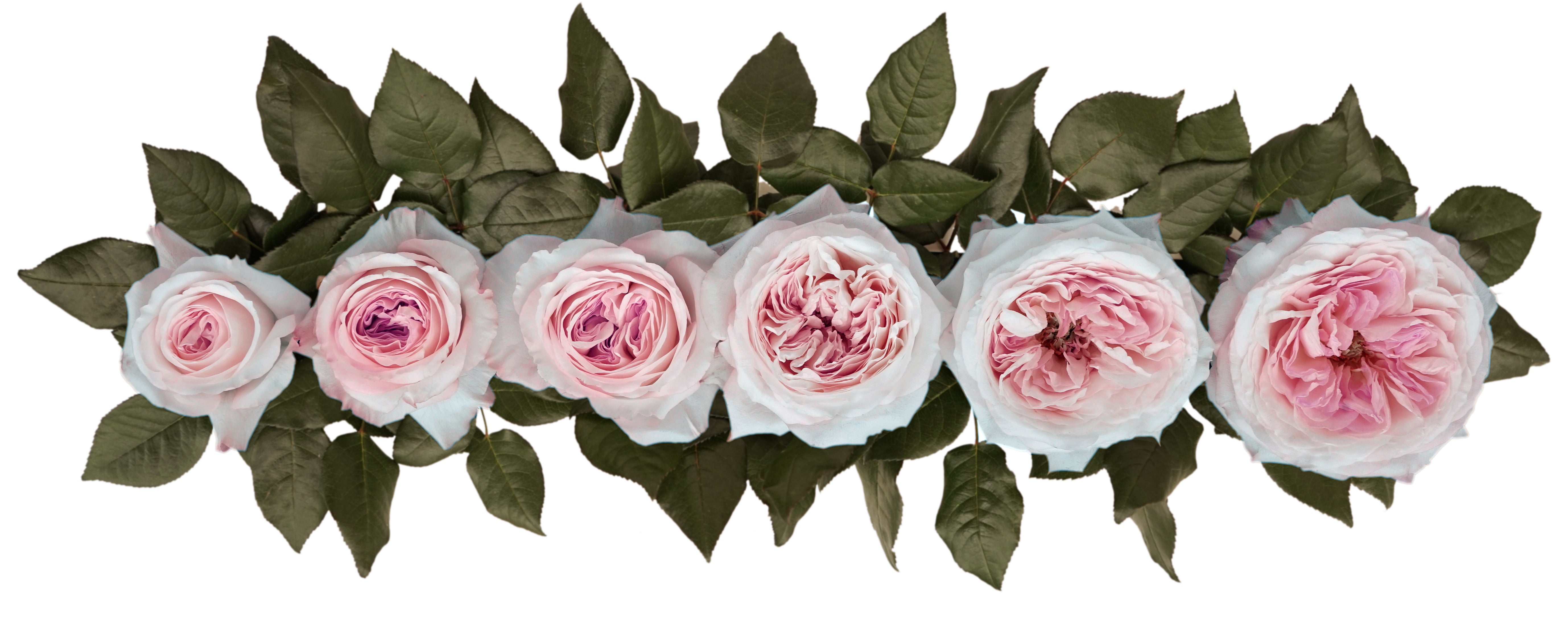 Keira™ David Austin® Rose Bouquet for sale at My Rose Shop