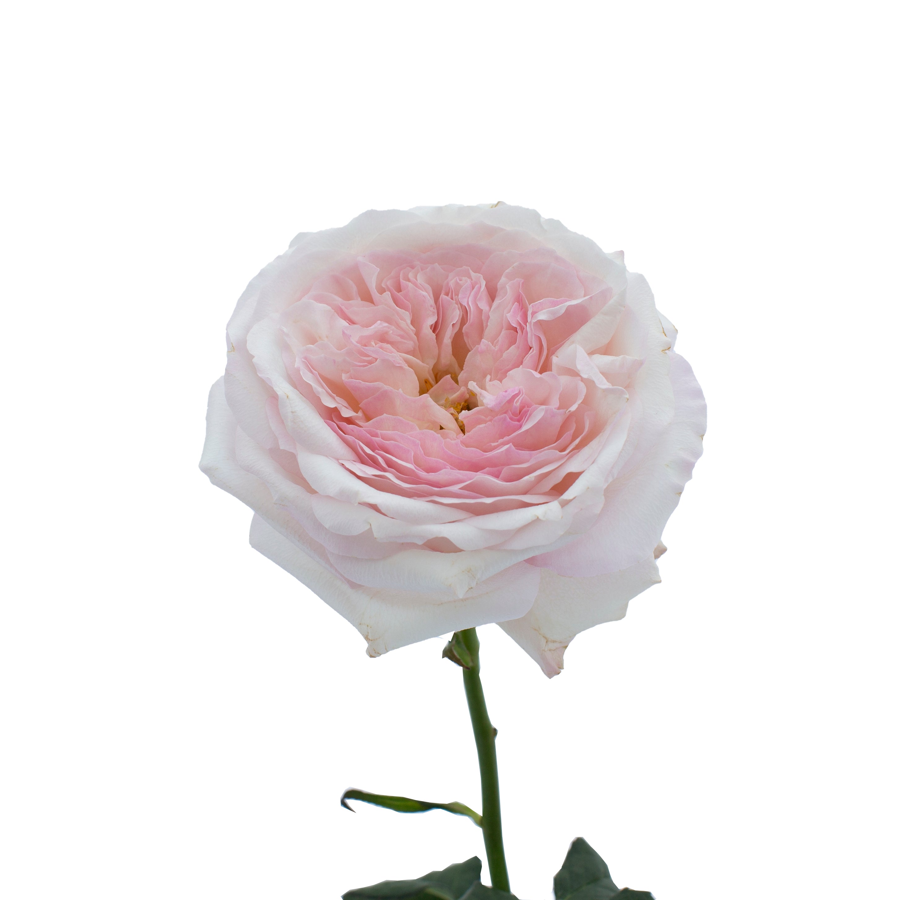 Keira™ David Austin® Rose Bouquet for sale at My Rose Shop