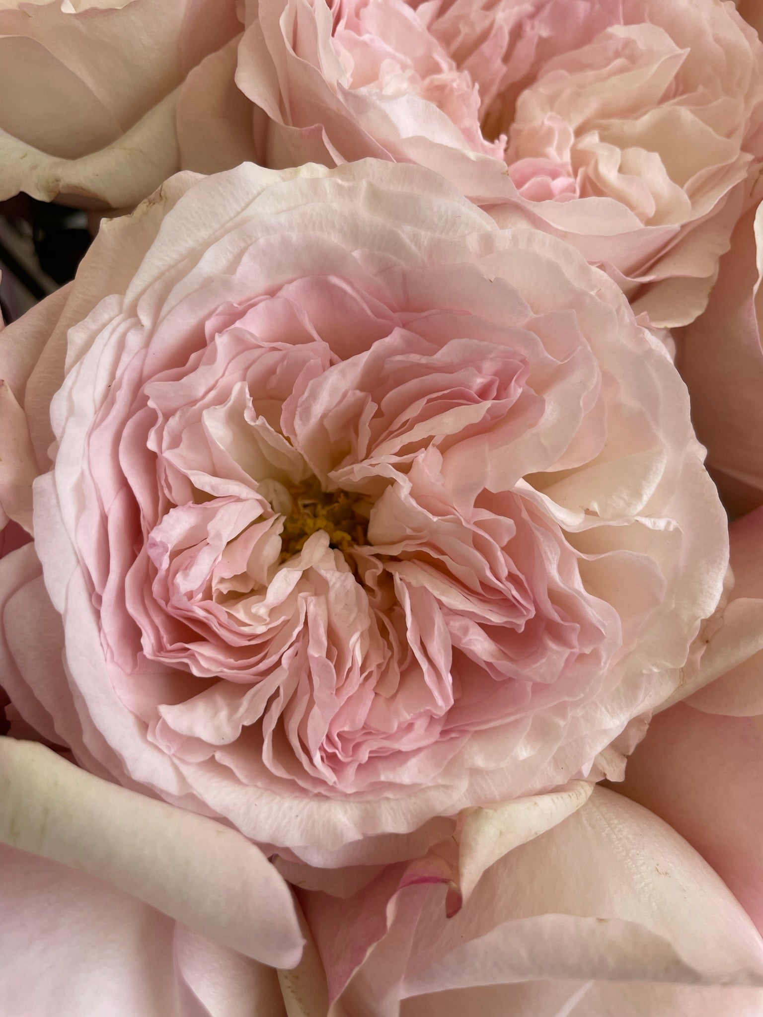 Keira™ David Austin® Rose Bouquet for sale at My Rose Shop