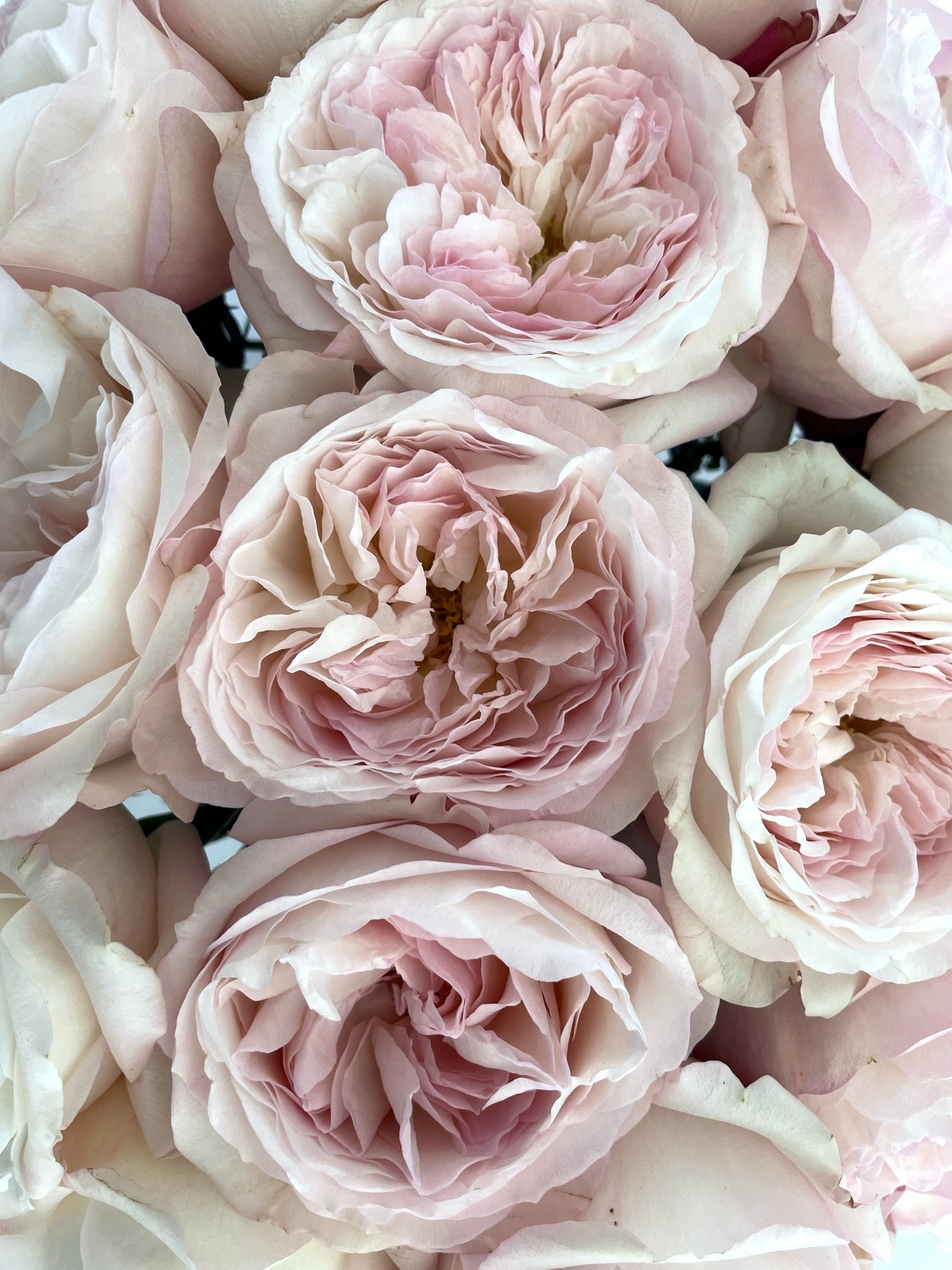 Keira™ David Austin® Rose Bouquet for sale at My Rose Shop