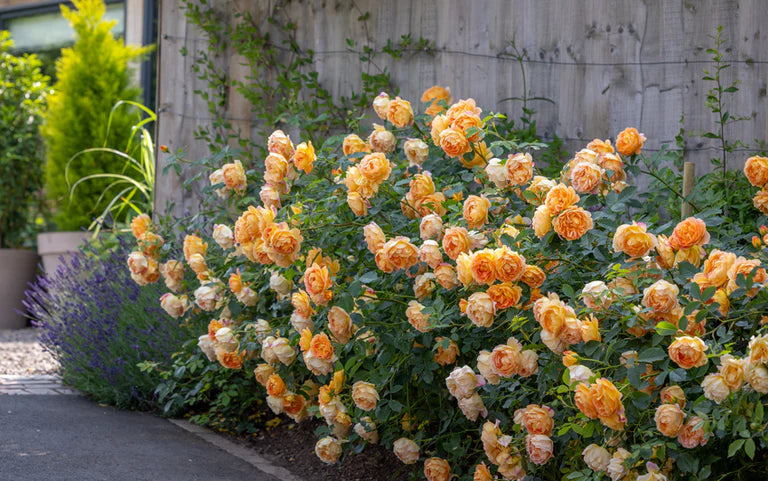 Lady of Shalott Rose Bush By David Austin® - 3 Gallon For Sale At My Rose Shop