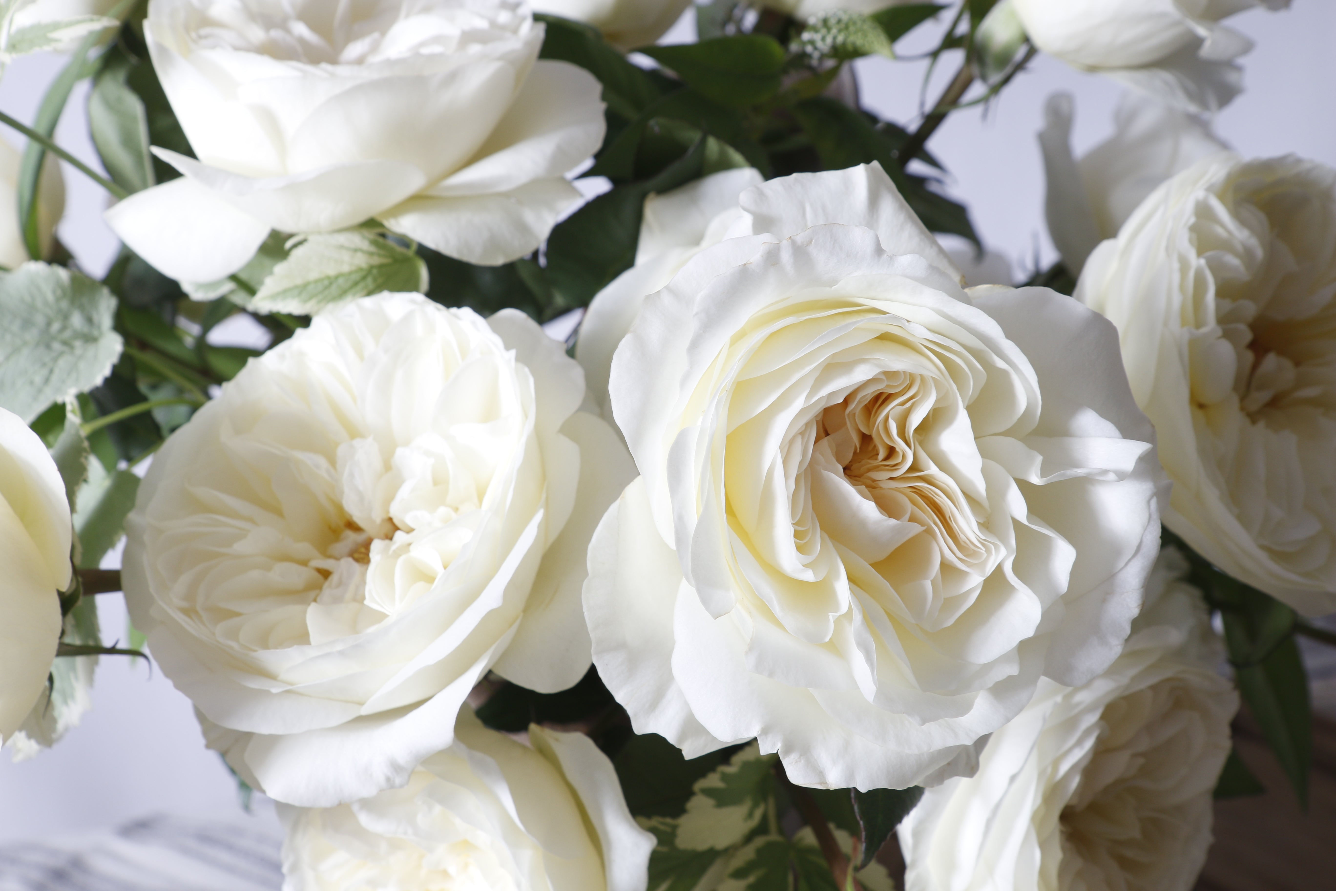 Leonora™ David Austin® Rose Bouquet For Sale At My Rose Shop
