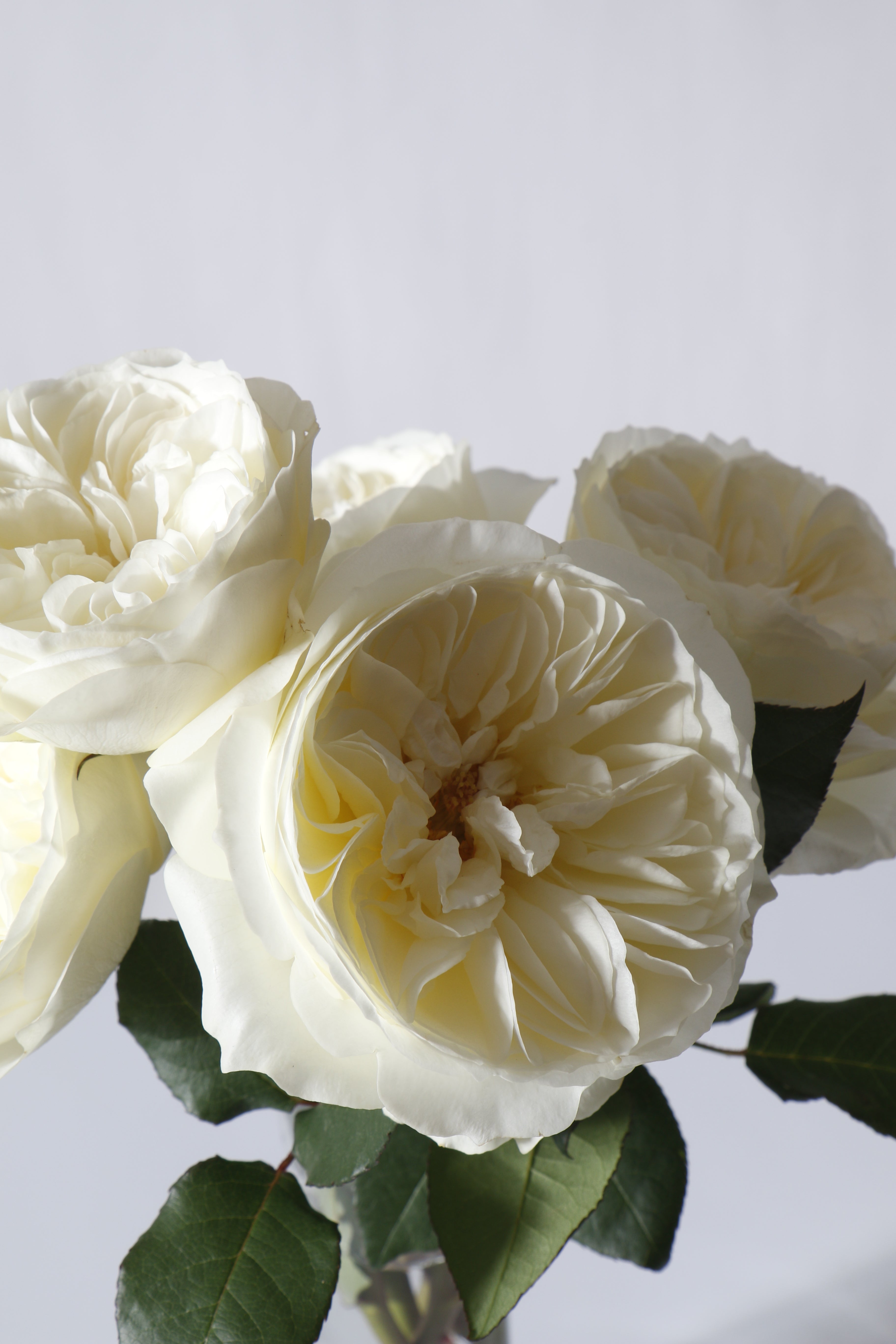 Leonora™ David Austin® Rose Bouquet For Sale At My Rose Shop