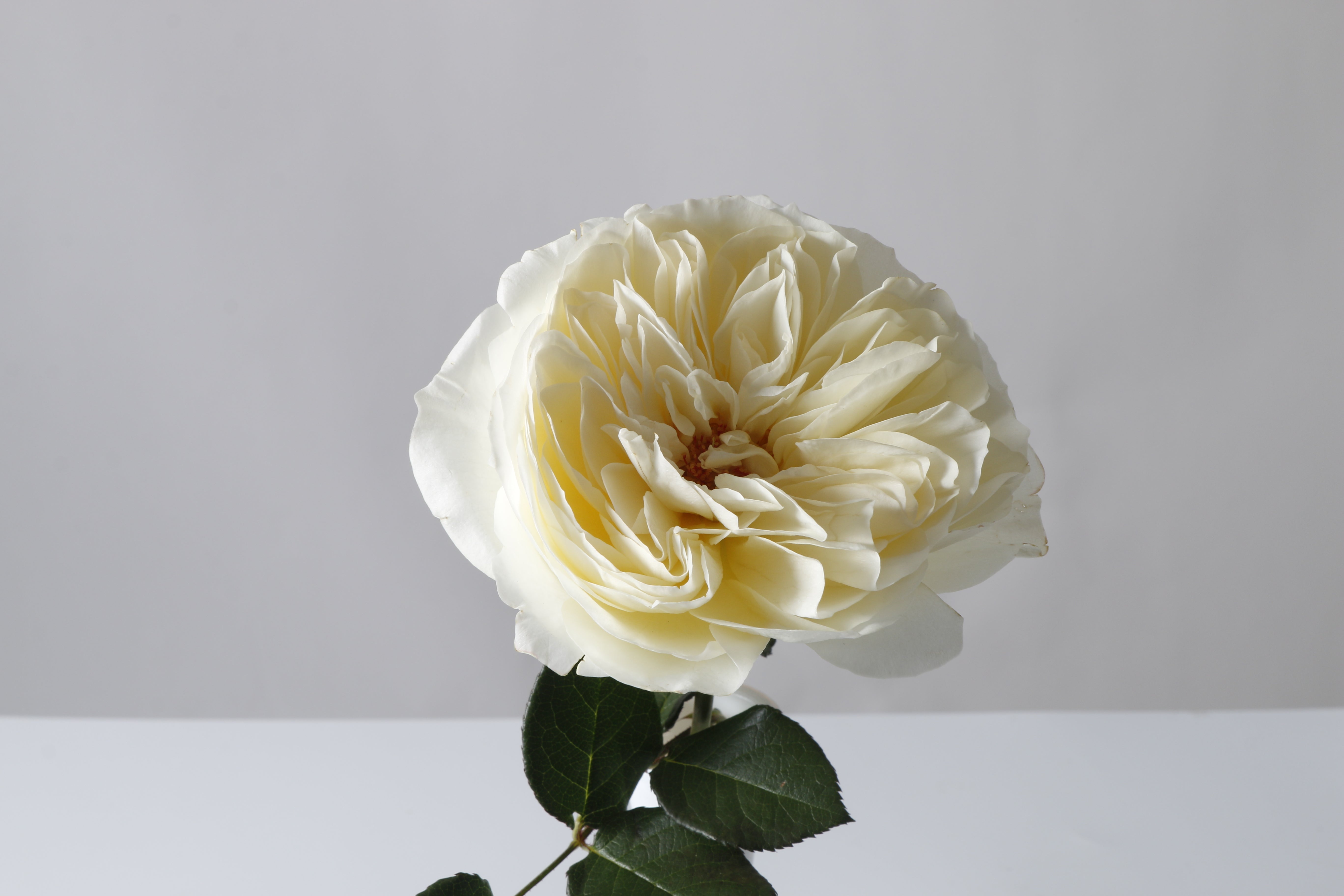 Leonora™ David Austin® Rose Bouquet For Sale At My Rose Shop