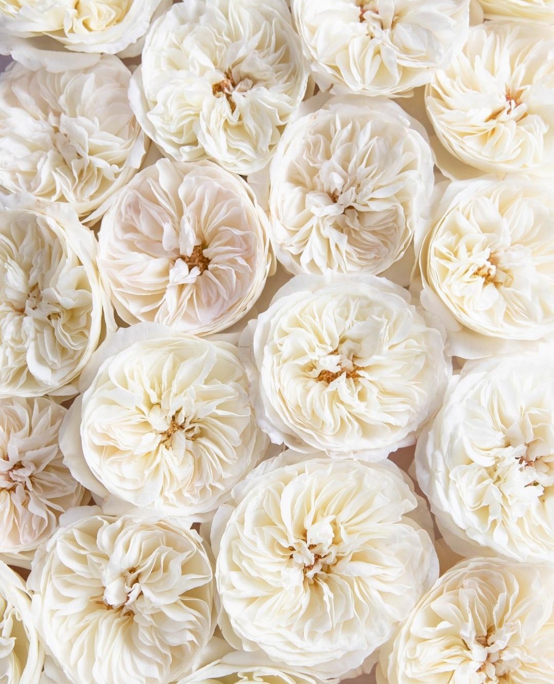 Leonora™ David Austin® Rose Bouquet For Sale At My Rose Shop