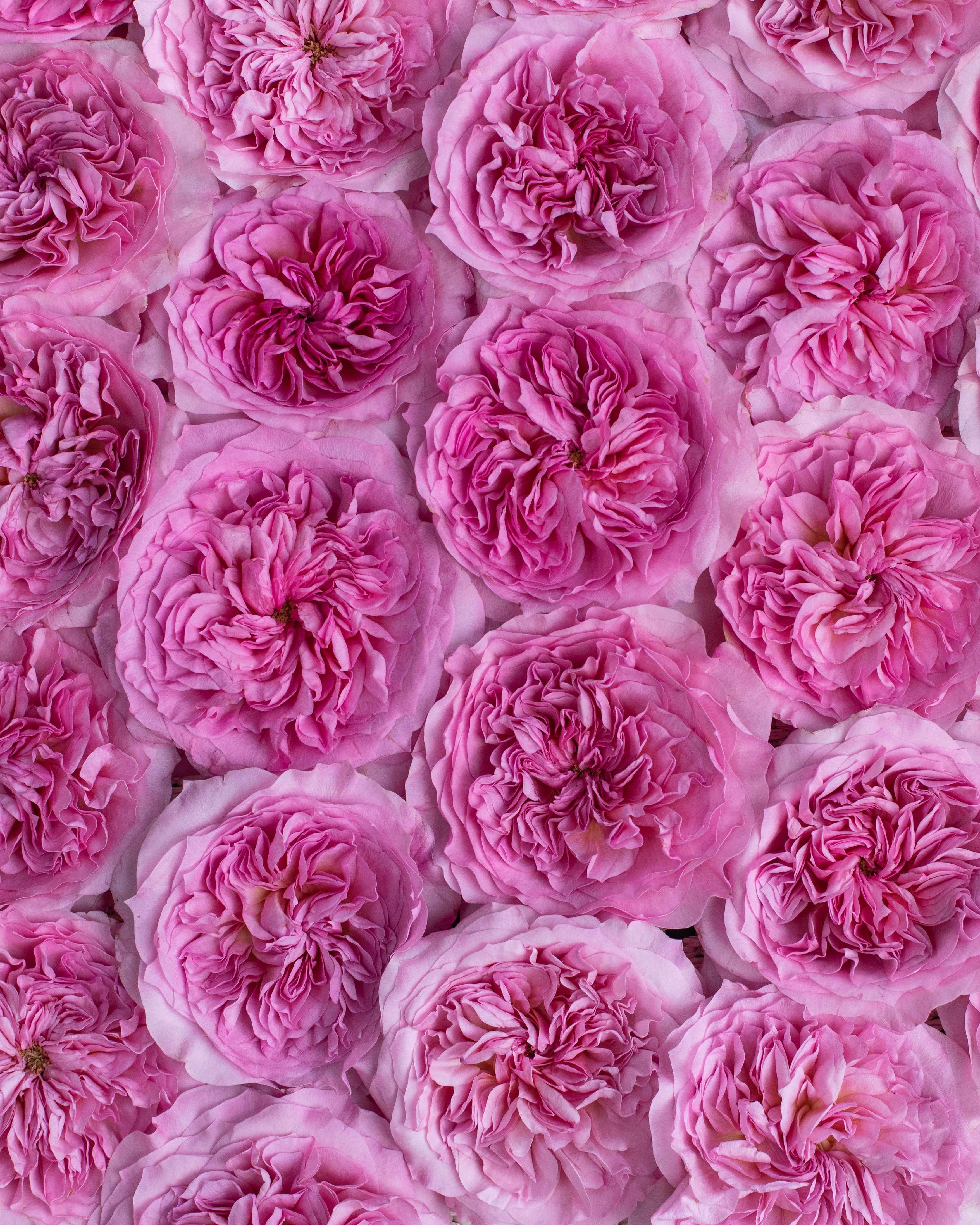 Millicent™ David Austin® Rose Bouquet For Sale At My Rose Shop