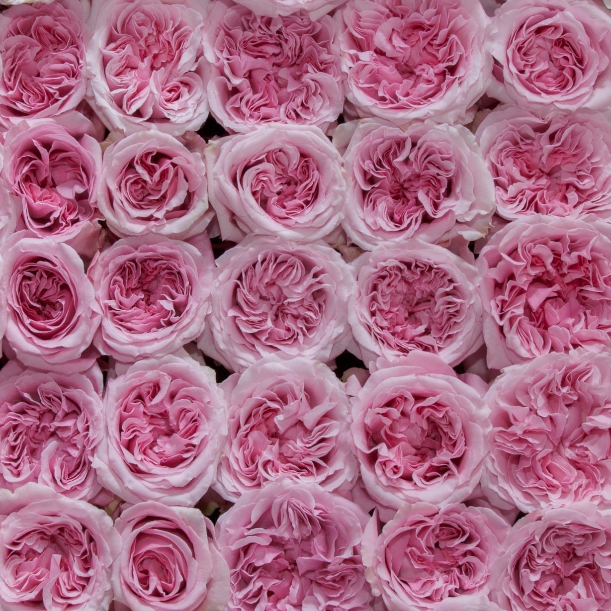 Miranda™ David Austin® Rose Bouquet for sale at My Rose Shop