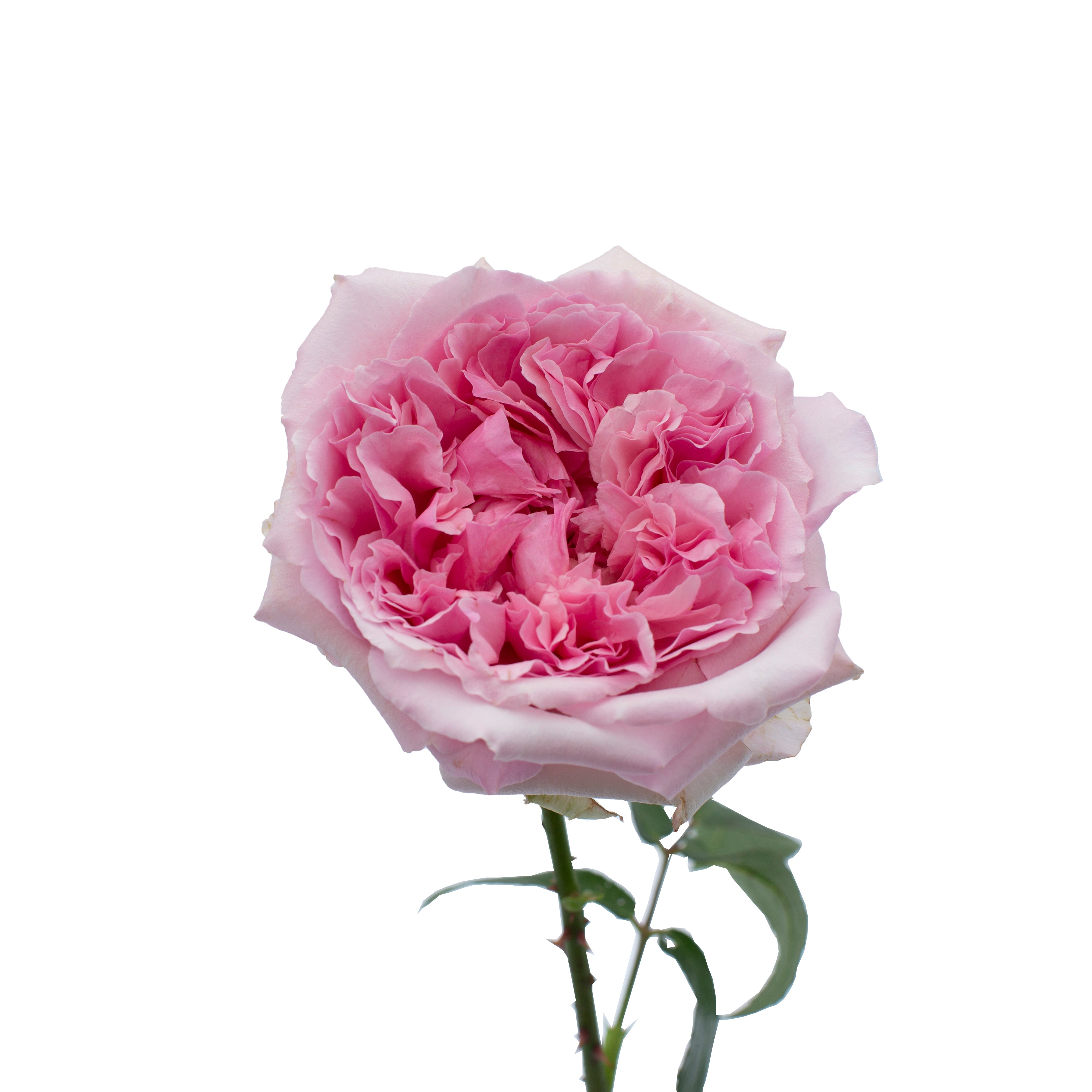 Miranda™ David Austin® Rose Bouquet for sale at My Rose Shop