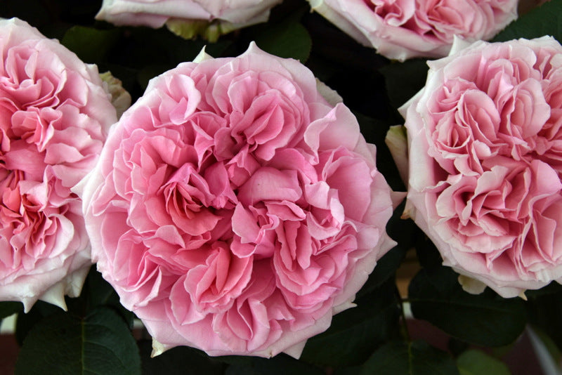 Miranda™ David Austin® Rose Bouquet for sale at My Rose Shop