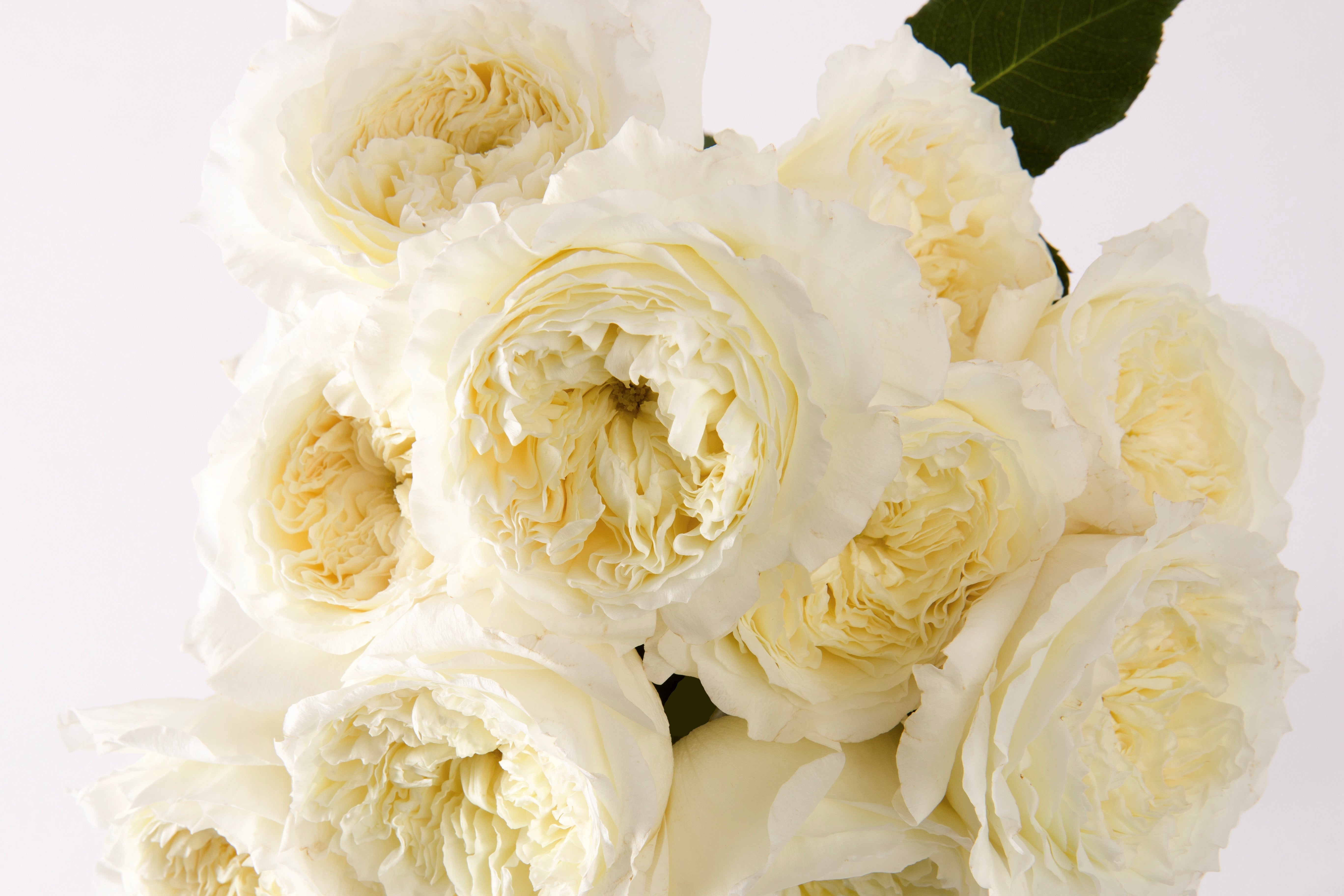 Patience™ David Austin® Rose Bouquet For Sale At My Rose Shop