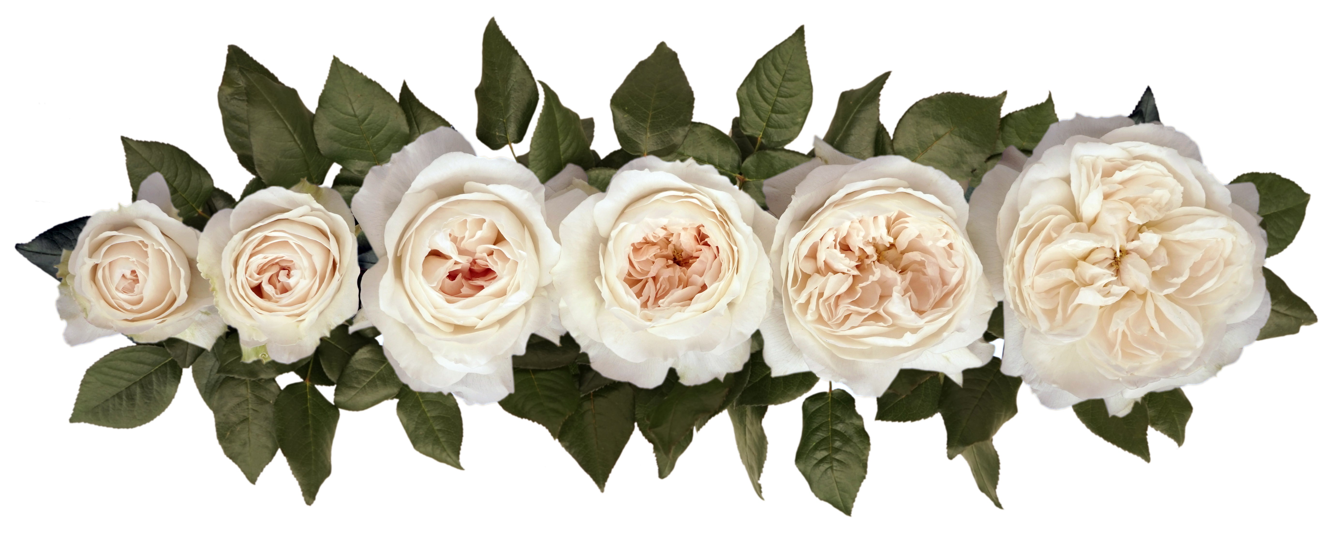 Purity™ David Austin® Rose Bouquet For Sale At My Rose Shop