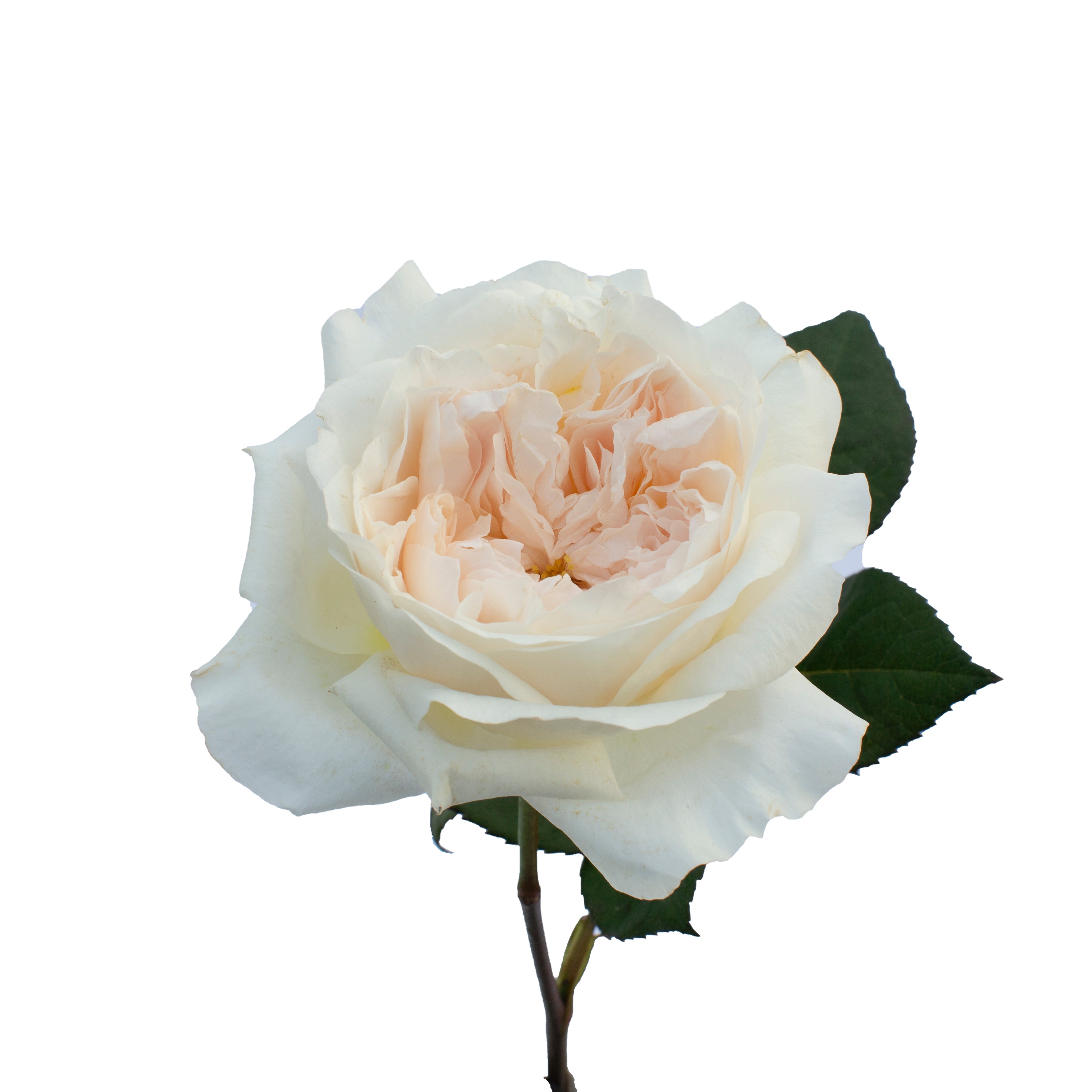 Purity™ David Austin® Rose Bouquet For Sale At My Rose Shop