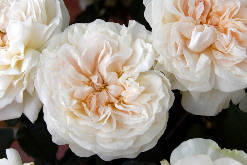Purity™ David Austin® Rose Bouquet For Sale At My Rose Shop