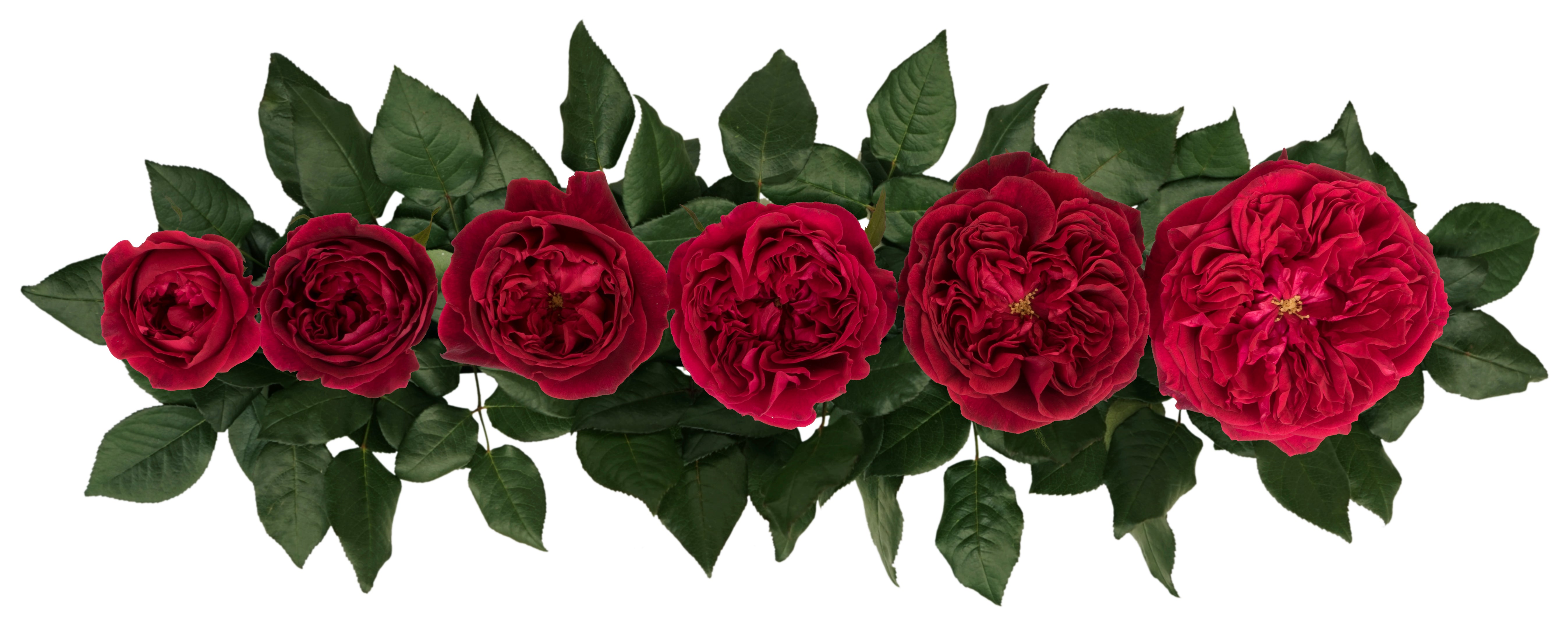 Tess™ David Austin® Rose Bouquet For Sale At My Rose Shop