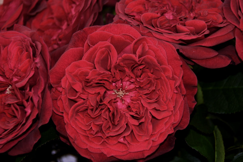 Tess™ David Austin® Rose Bouquet For Sale At My Rose Shop