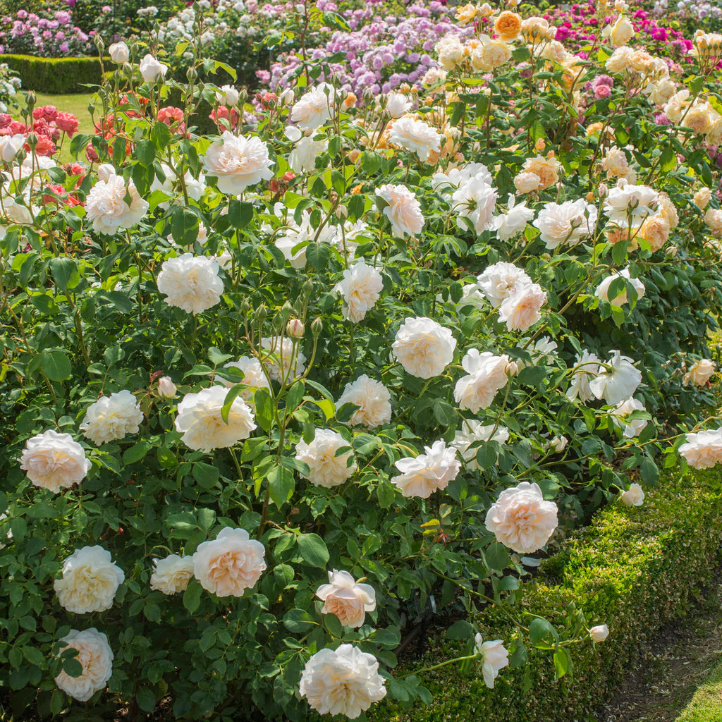 Lichfield Angel® rose bush by David Austin® in 3 or 5 gallon size, with lush pink blooms and green foliage.