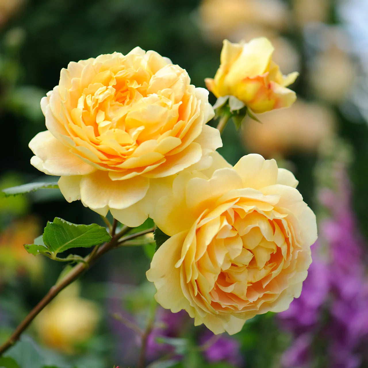 Golden Celebration® Rose Bush By David Austin® - 3 Gallon For Sale At My Rose Shop