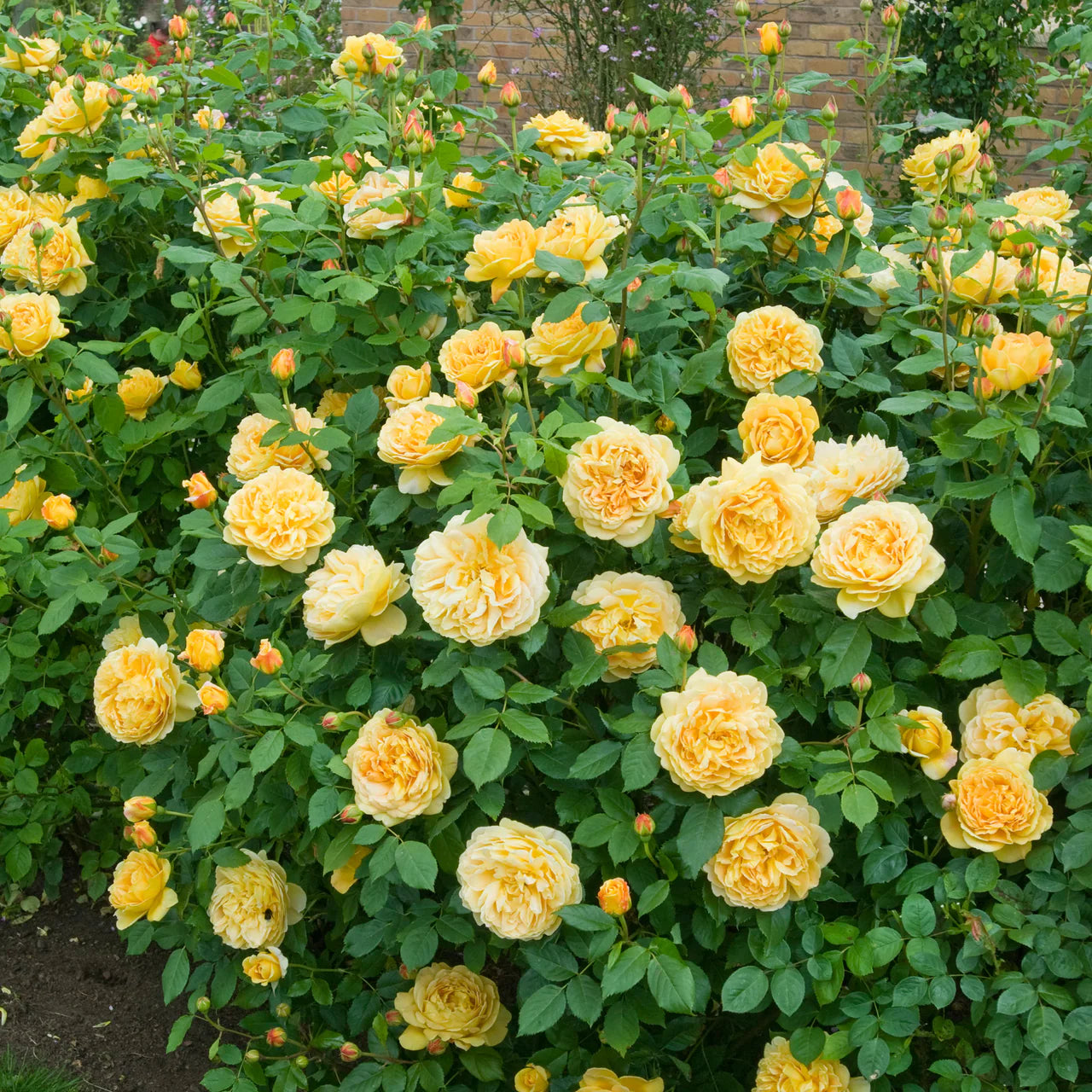 Golden Celebration® Rose Bush By David Austin® - 3 Gallon For Sale At My Rose Shop