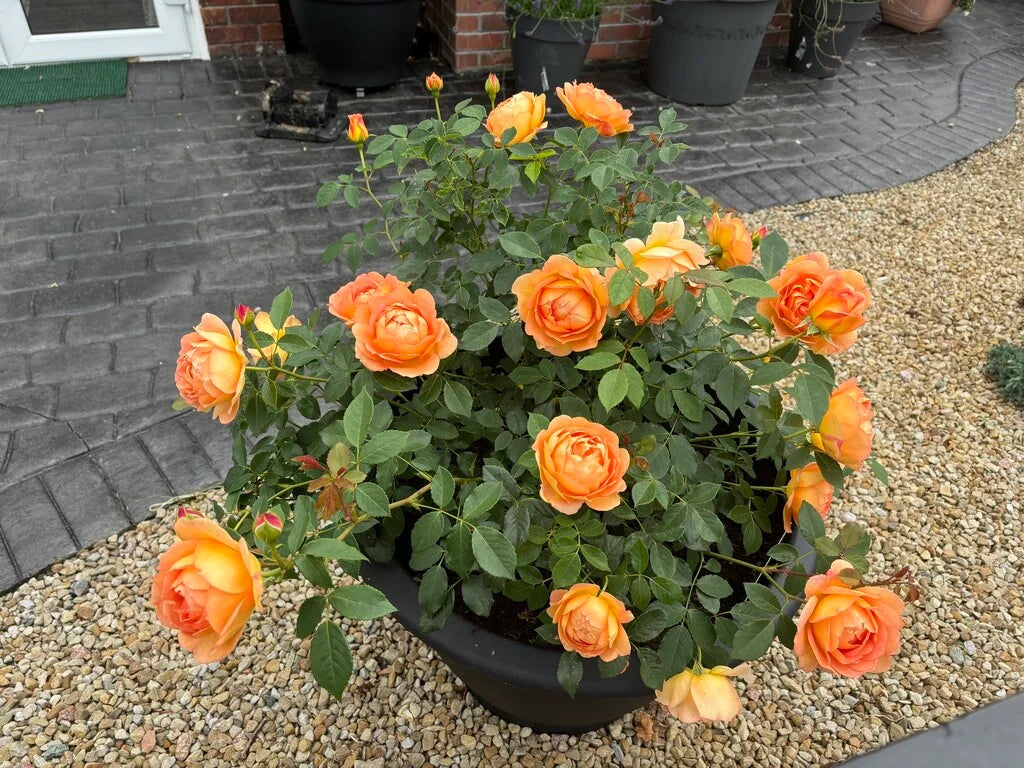 Lady of Shalott Rose Bush By David Austin® - 3 Gallon For Sale At My Rose Shop