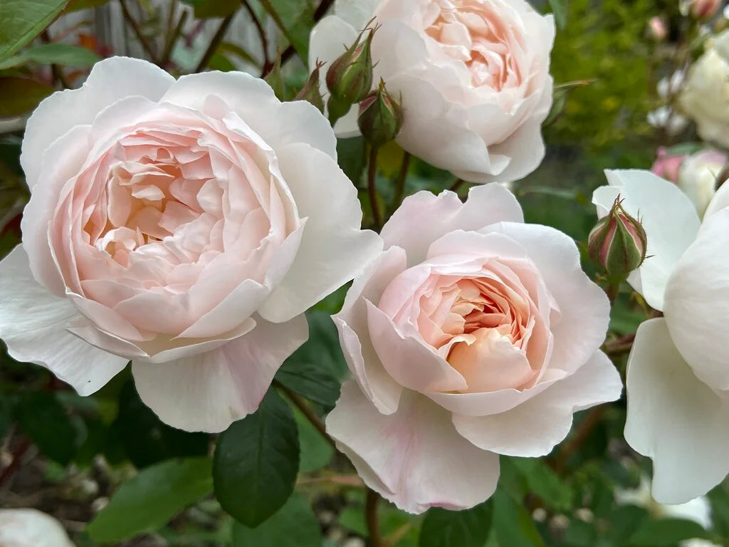 Desdemona Rose Bush By David Austin® - 3 Gallon For Sale At My Rose Shop